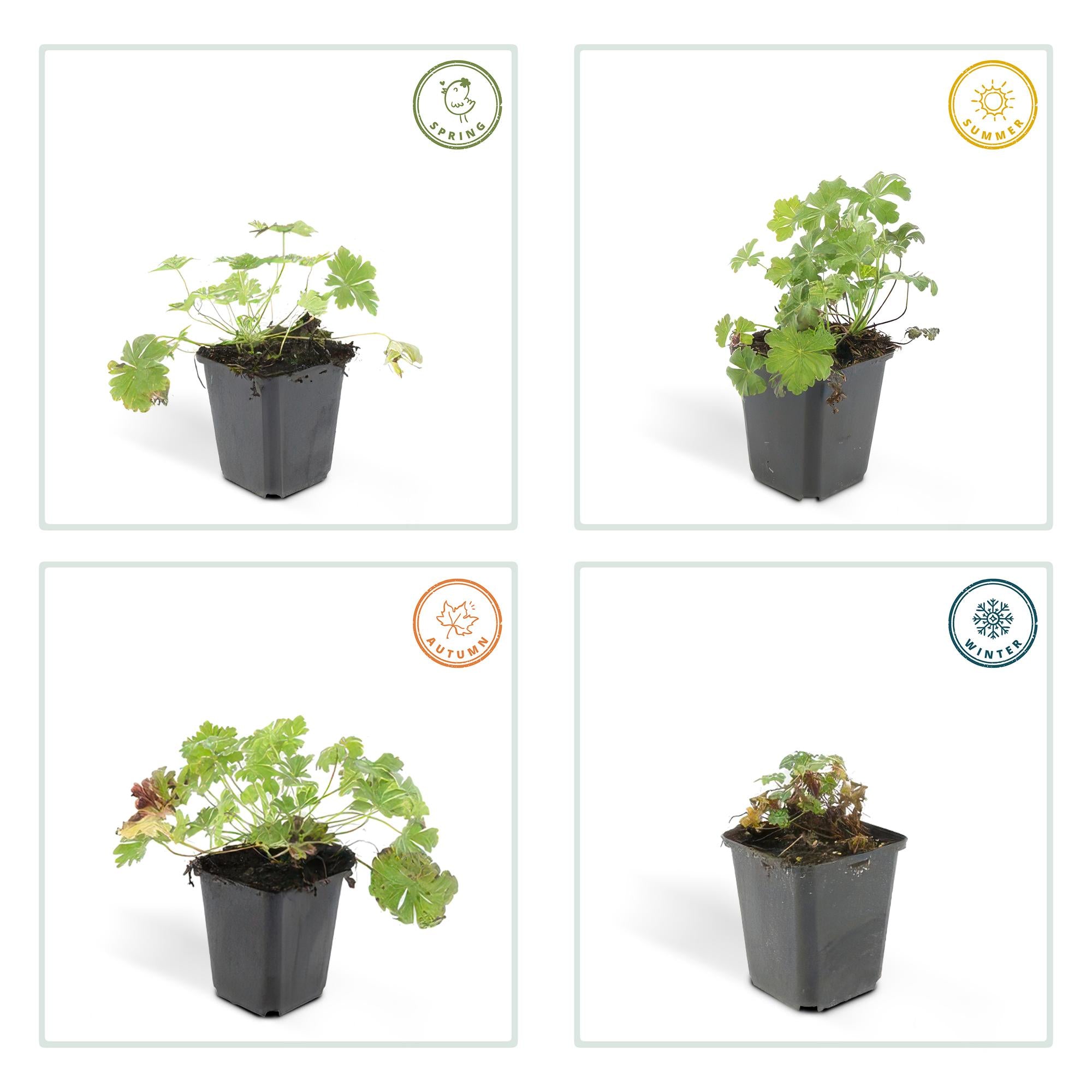 Storchschnabel - Geranium cant. 'Biokovo' - ↕10-25cm - Ø9cm 24 Stück