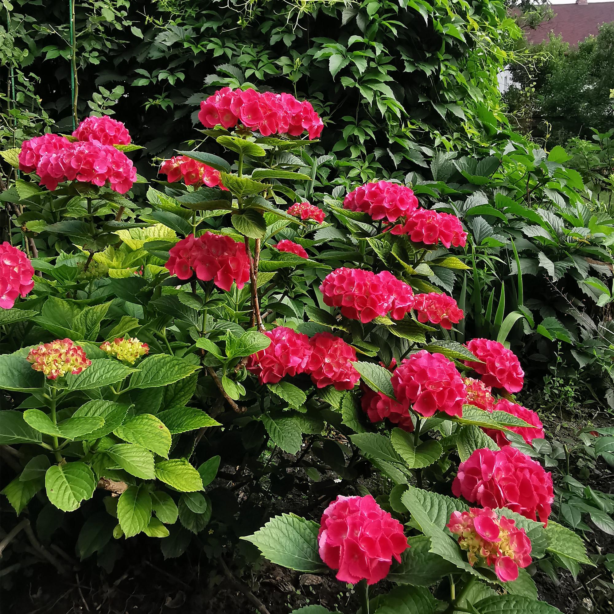 Gartenhortensie - Hortensie - Hydrangea macrophylla Rot - Blüte Rot - 1 Pflanze - Laubabwerfend - Wenig Pflege - Topf 17cm Höhe 30cm