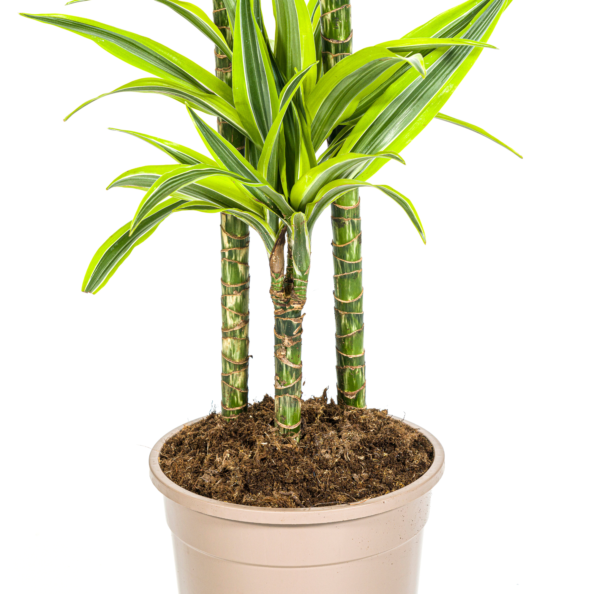 Drachenbaum - Dracaena Deremensis Lemon Lime mit Korb Ø24cm - ↕130 - 150cm