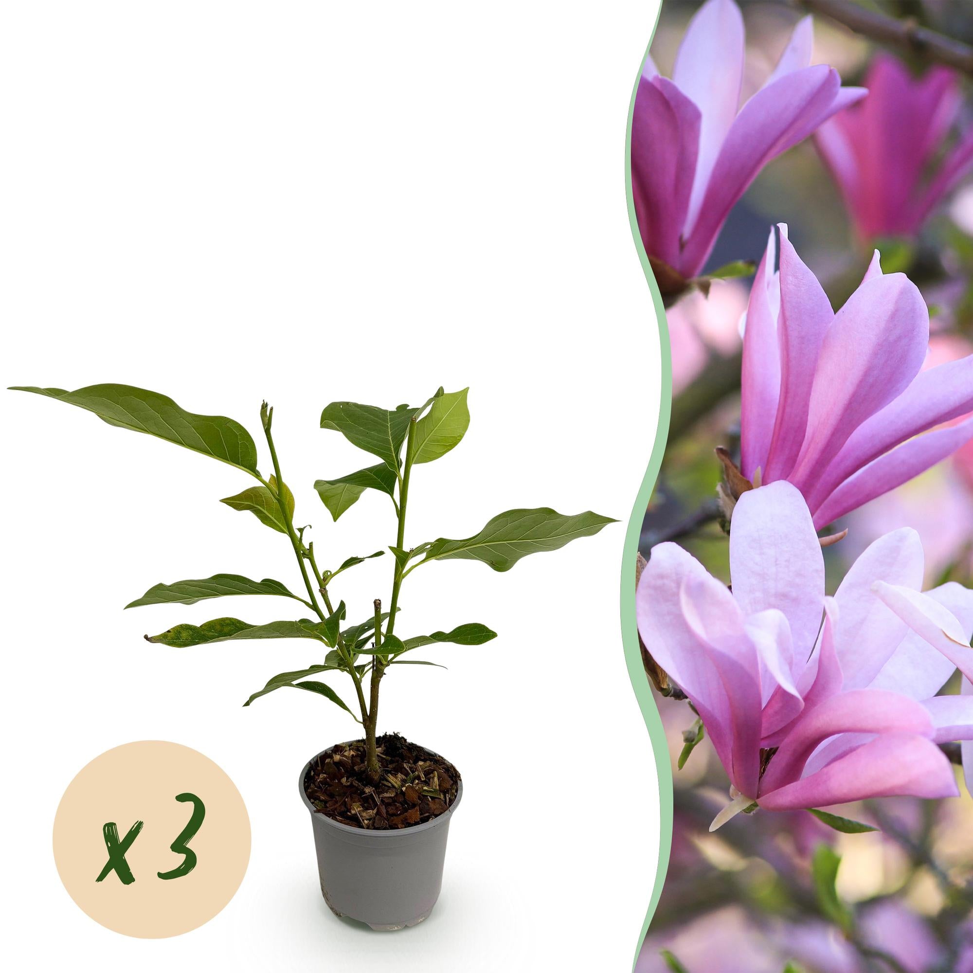 Magnolienstrauch - Magnolia Betty - Blüte Weiß-Rosapurpur - 3 Pflanzen - Laubabwerfend - Wenig Pflege - Topf 12cm Höhe 30cm