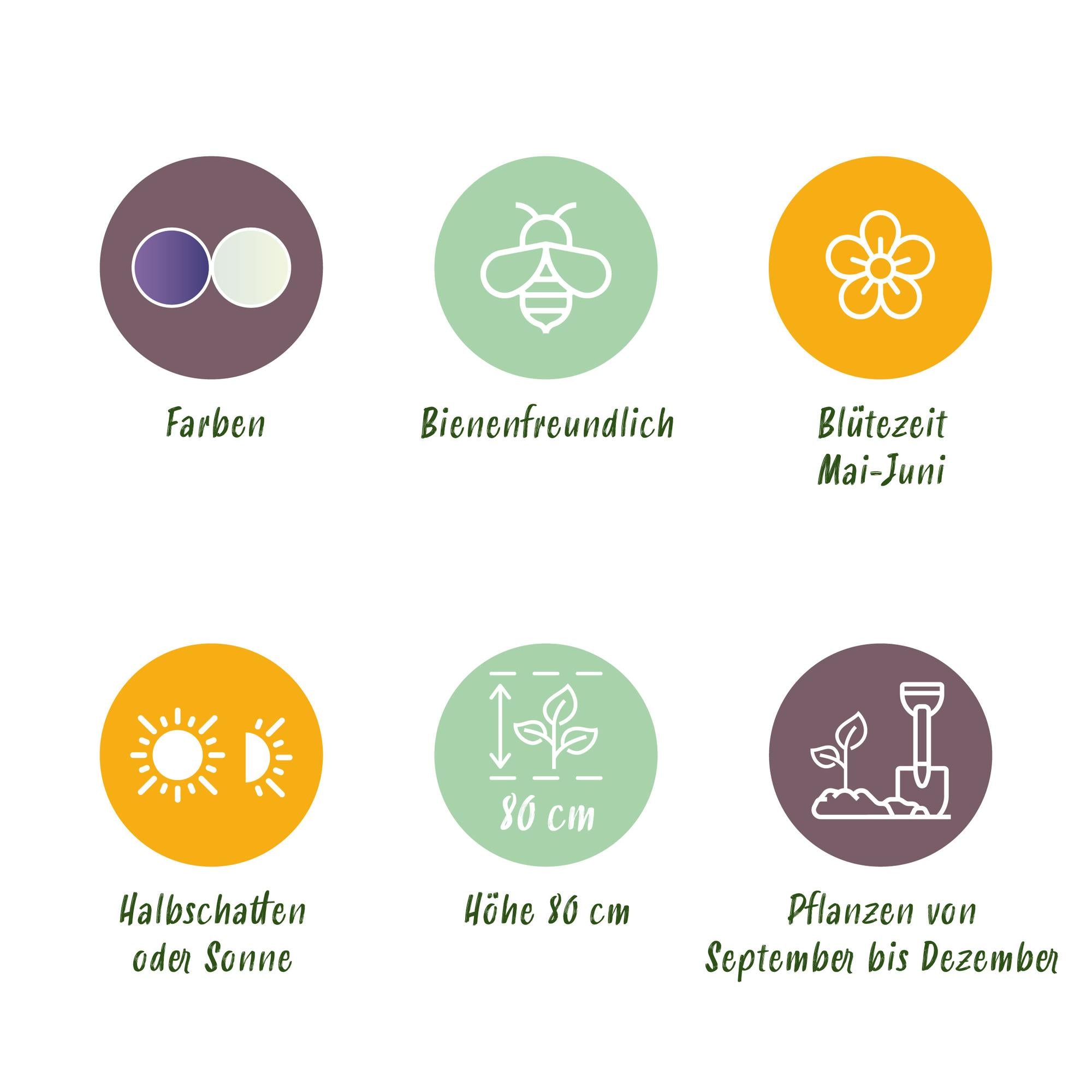 Prärielilie - Mix - Farbe Lila und Weiß - 5 Stück - Zwiebelgröße 12/14 - XXL Pack