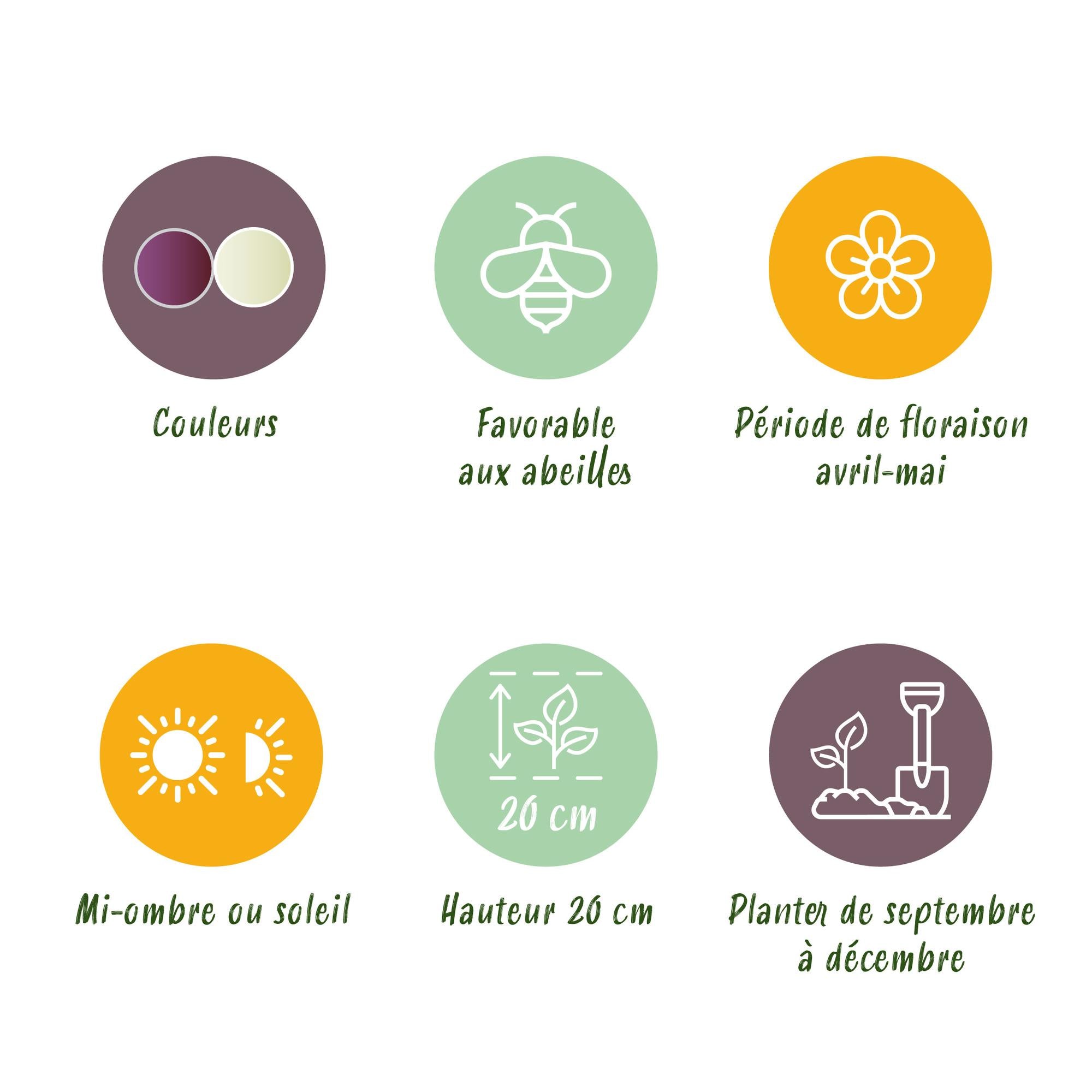 Schachbrettlumen Mix - Fritillaria Meleagris Mix - Farbe Lila und Weiß - 30 Stück - Zwiebelgröße 6/7 - XXL Pack