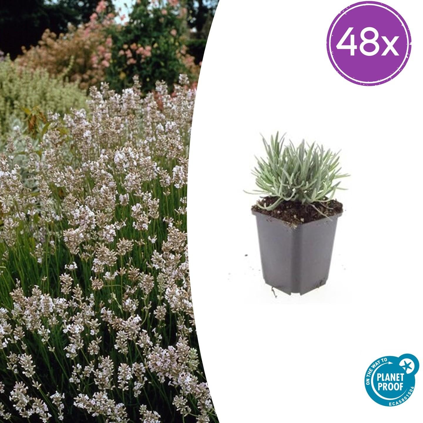 Weißer Lavendel - Lavandula int. 'Edelweiss' - ↕10-25cm - Ø9cm 48 Stück