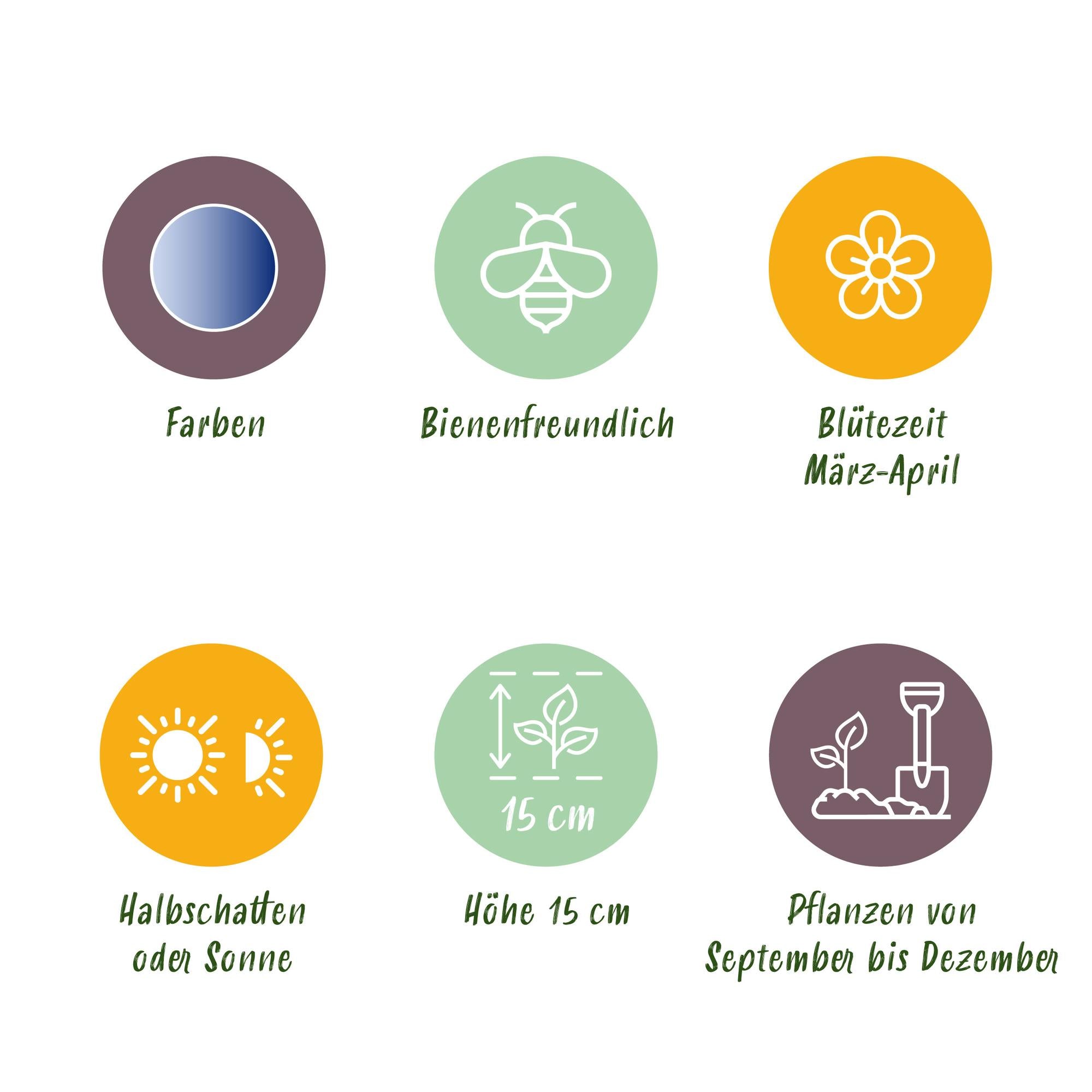 Sibirischer Blaustern - Scilla Siberica - Farbe Lila - 50 Stück - Zwiebelgröße 7/8 - XXL Pack