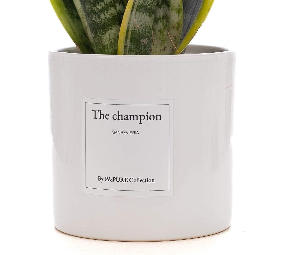 Bogenhanf - Sansevieria Gift "The Champion" WITH GREETING CARD! - Ø12cm - ↕30cm