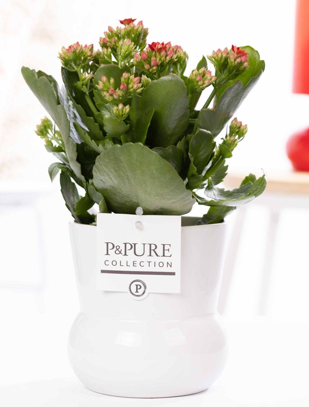 Flammendes Käthchen - Kalanchoe Red In P&PURE Plant Vase Maximawhite - Ø12cm - ↕27cm