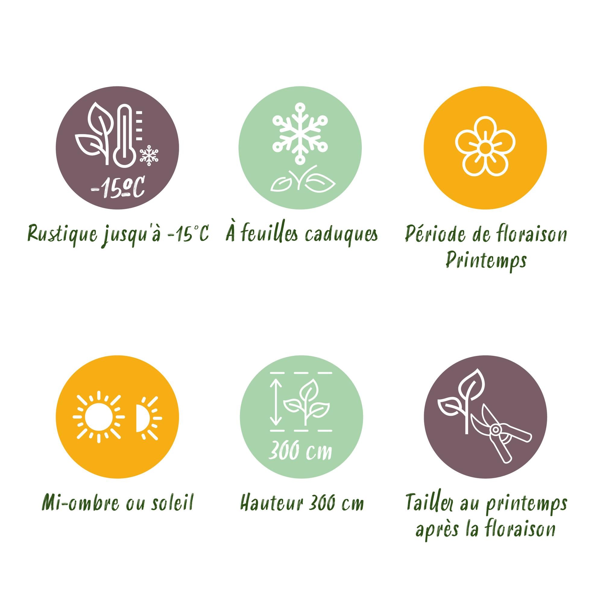 Magnolienstrauch - Magnolia soulangeana - Blüte Rosa - 3 Pflanzen - Laubabwerfend - Wenig Pflege - Topf 12cm Höhe 30cm