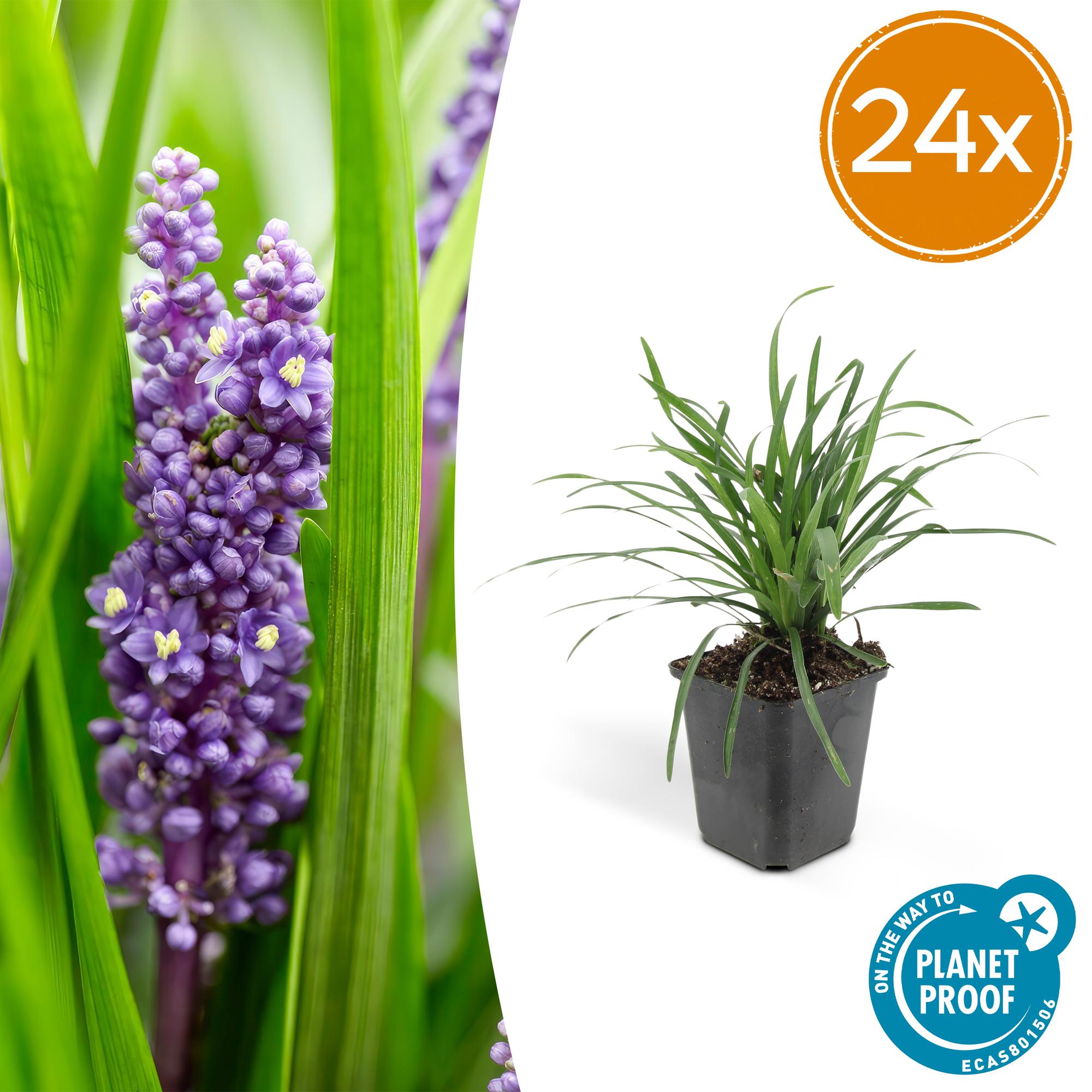 Glöckchentraube - Liriope muscari 'Big Blue' - ↕10-25cm - Ø9cm 24 Stück