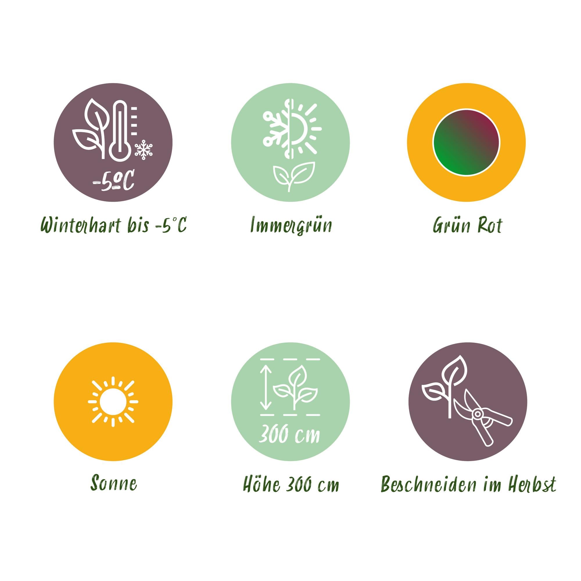 Himalayabanane - Bananenpflanze Musa sikkemensis Red Tiger - Winterhart - 4 Pflanzen - Topf 17cm Höhe 40cm