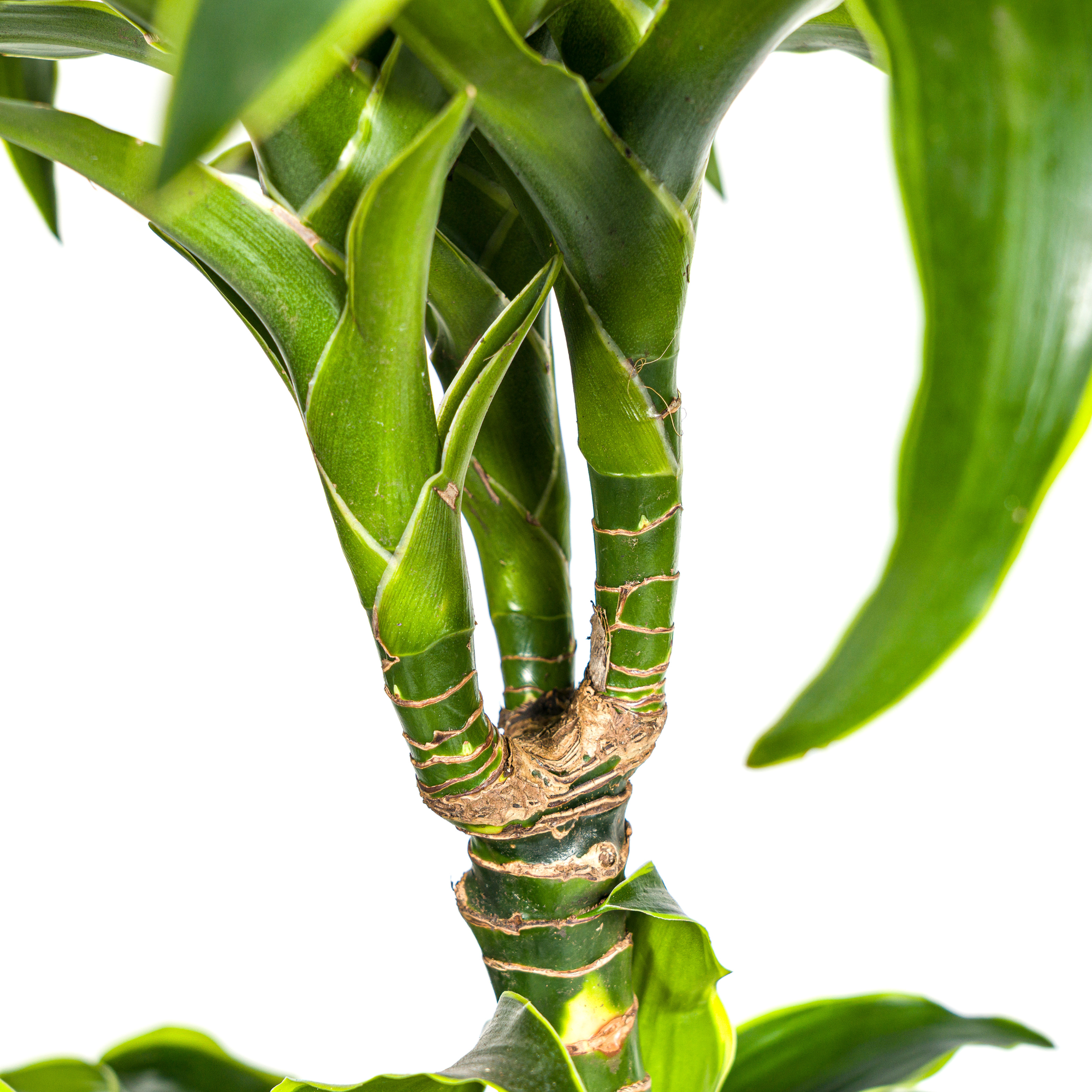 Drachenbaum - Dracaena Deremensis Dorado mit Korb Ø24cm - ↕120 - 140cm