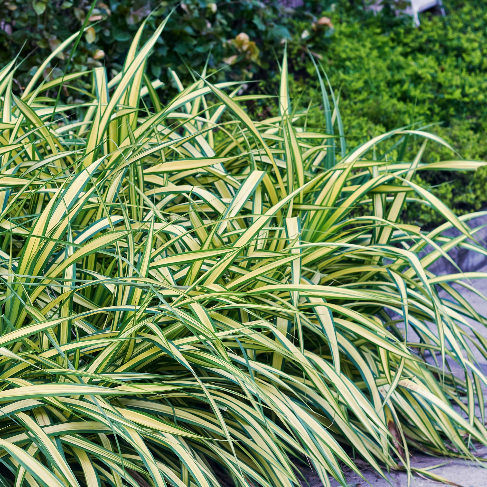 Japangoldsegge - Carex oshimensis Evergold - Gelb & Grün - 2 Pflanzen - Immergrün - Wenig Pflege - Topf 17cm Höhe 50cm