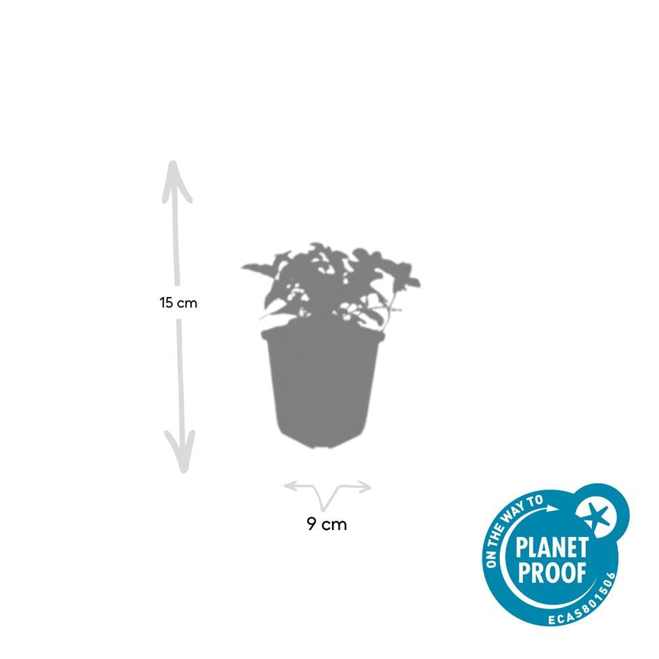 Kanadischer Hartriegel - Cornus canadensis - ↕10-25cm - Ø9cm 48 Stück