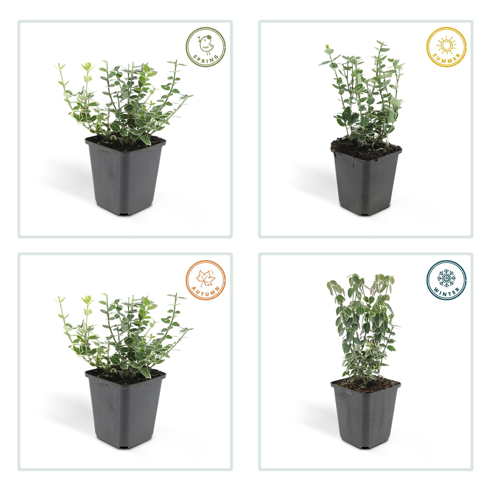 Weißbunte Kriechspindel - Euonymus 'Emerald 'n Gaity' - ↕10-25cm - Ø9cm 24 Stück