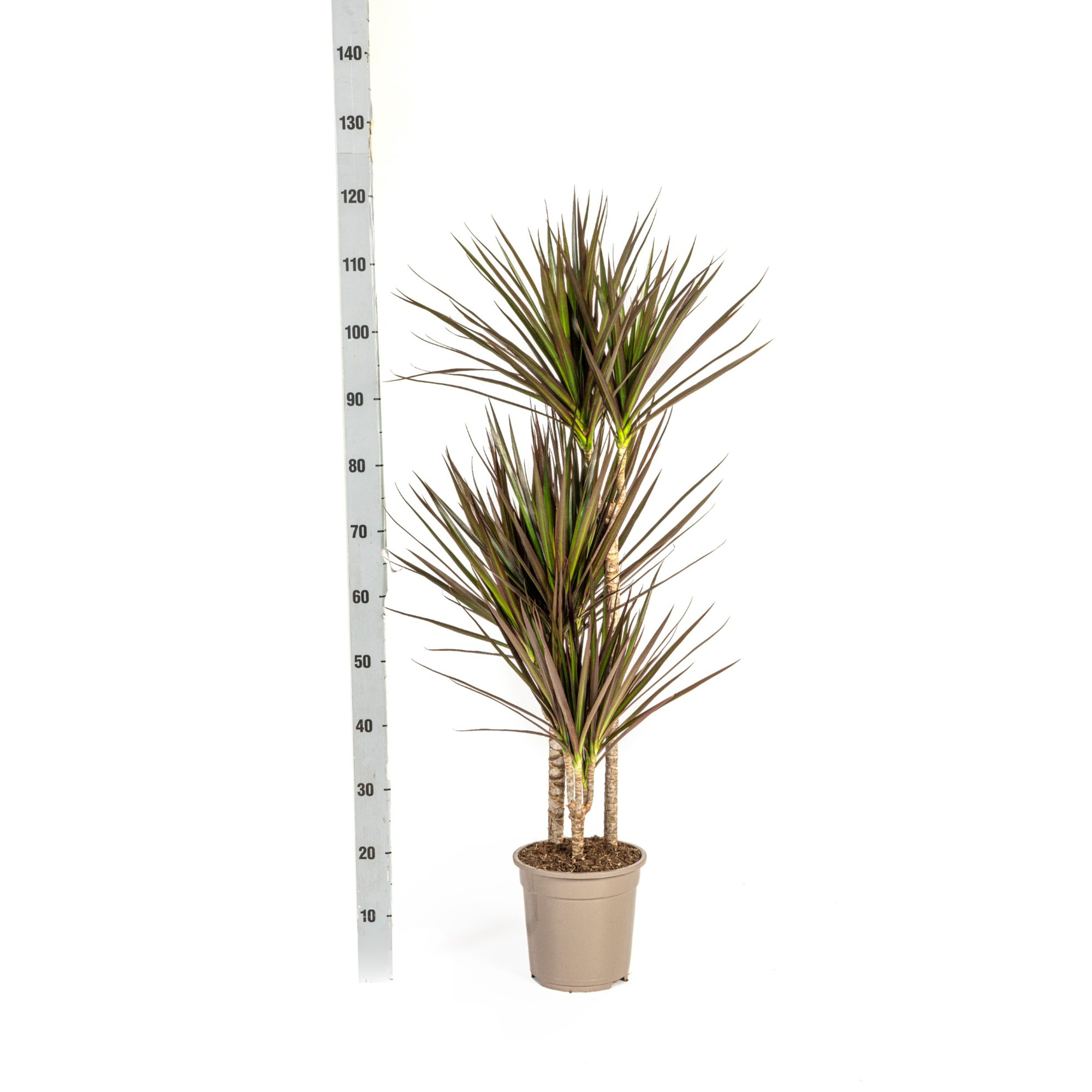 Drachenbaum - Dracaena Marginata Magenta mit Korb Ø21cm - ↕110 - 130cm
