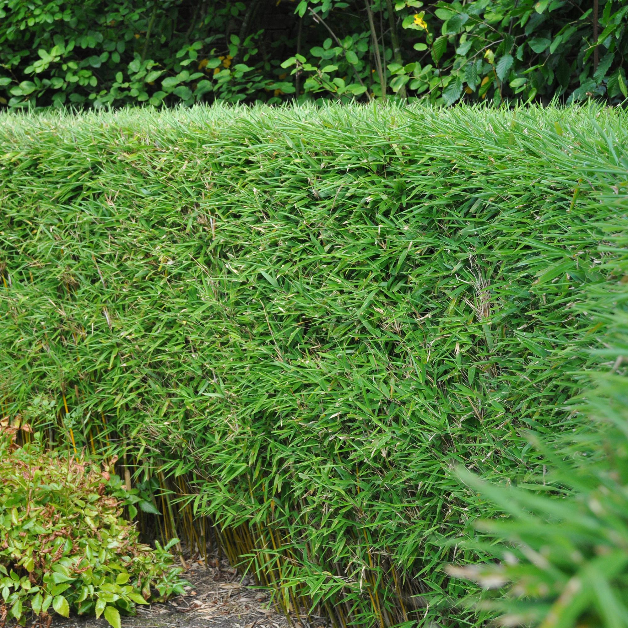 Roter Bambus - Fargesia rufa - Grün - 2 Pflanzen - Immergrün - Wuchernd- Topf 14cm Höhe 35cm