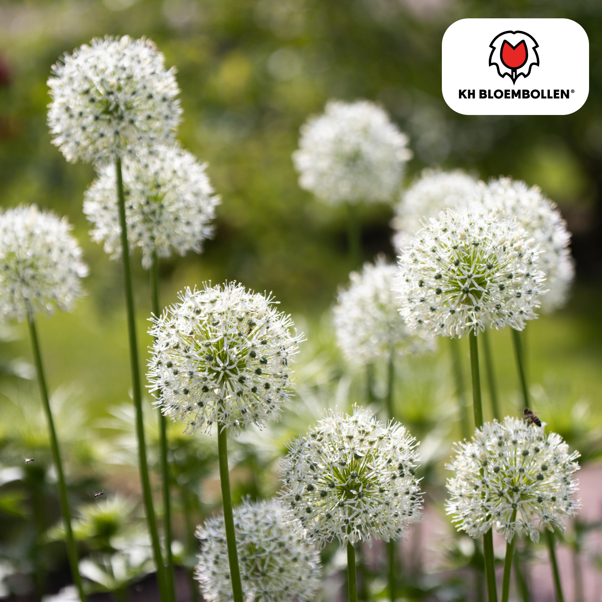 Zierlauch - Allium White Giant - Blumenzwiebeln 5 Stück