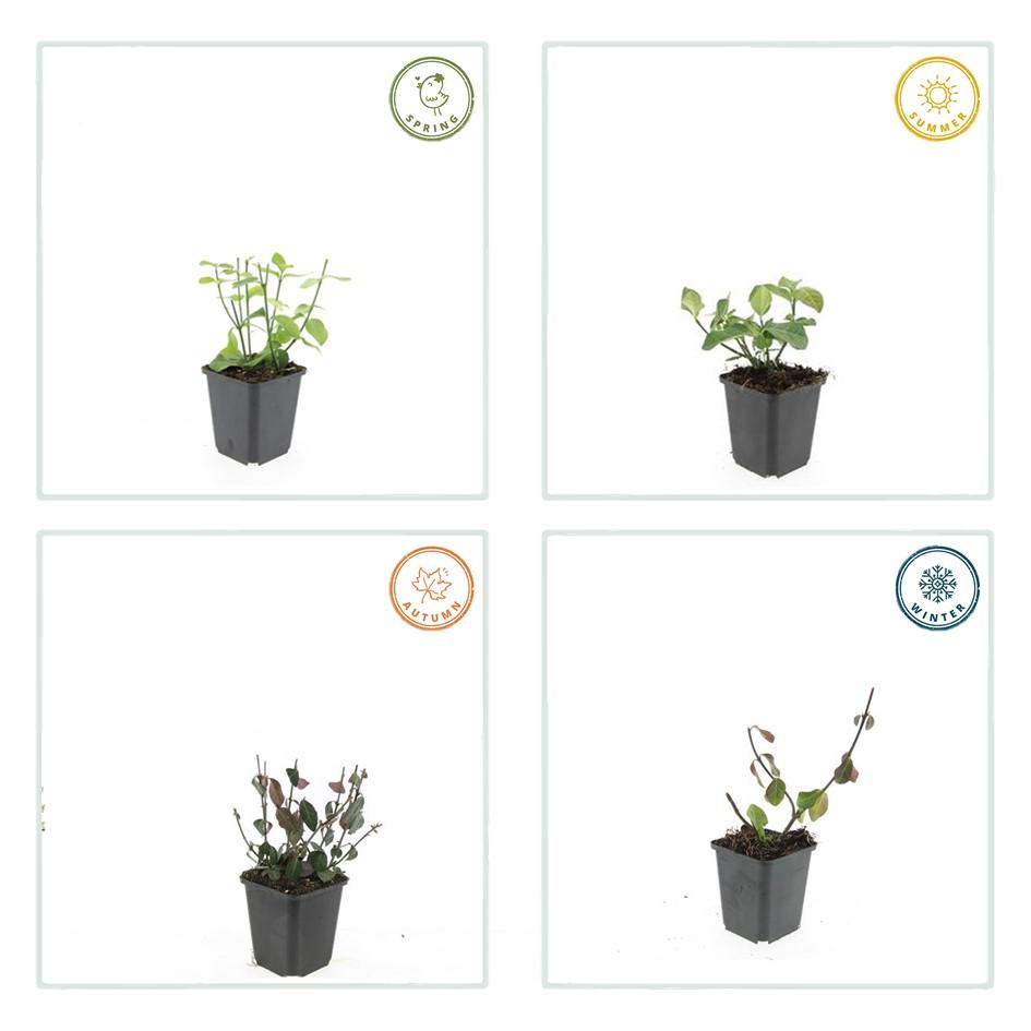 Immergrüne Kriechspindel - Euonymus fort. 'Dart's Blanket' - ↕10-25cm - Ø9cm 20 Stück