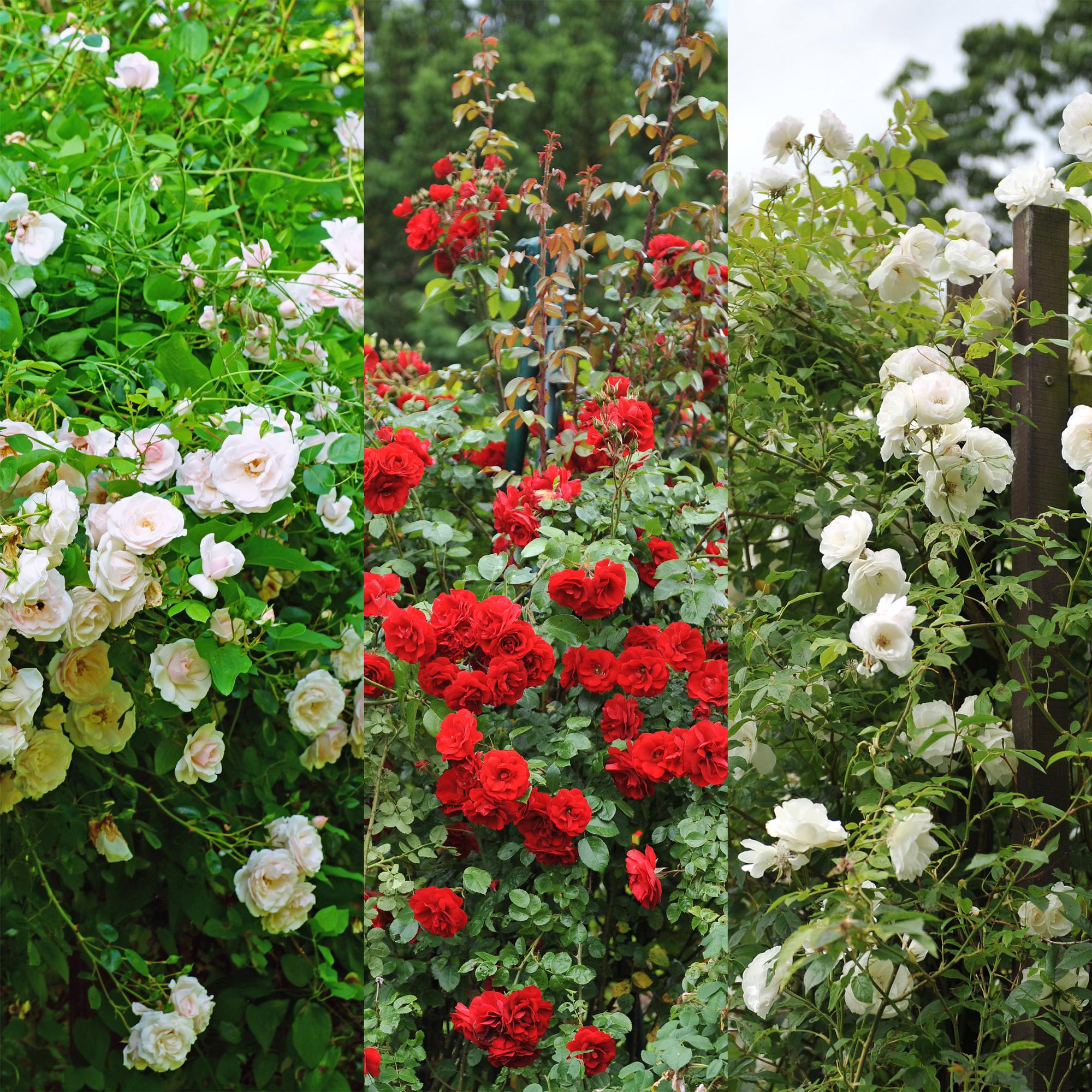 Rosen Mix - Rose Tricolour - Blumen Rosa Weiß Rot - Geringer Pflegeaufwand - 3 Pflanzen - Topf 11cm Höhe 40cm