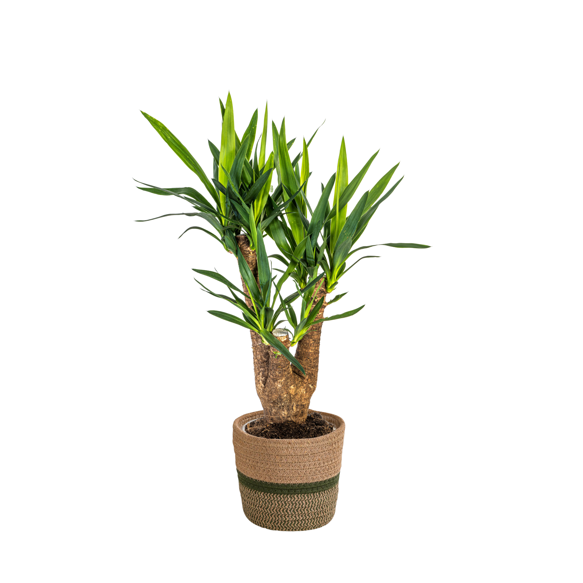 Yuccapalme - Yucca Elephantipes Verzweigt mit Korb Ø21cm - ↕60 - 70cm