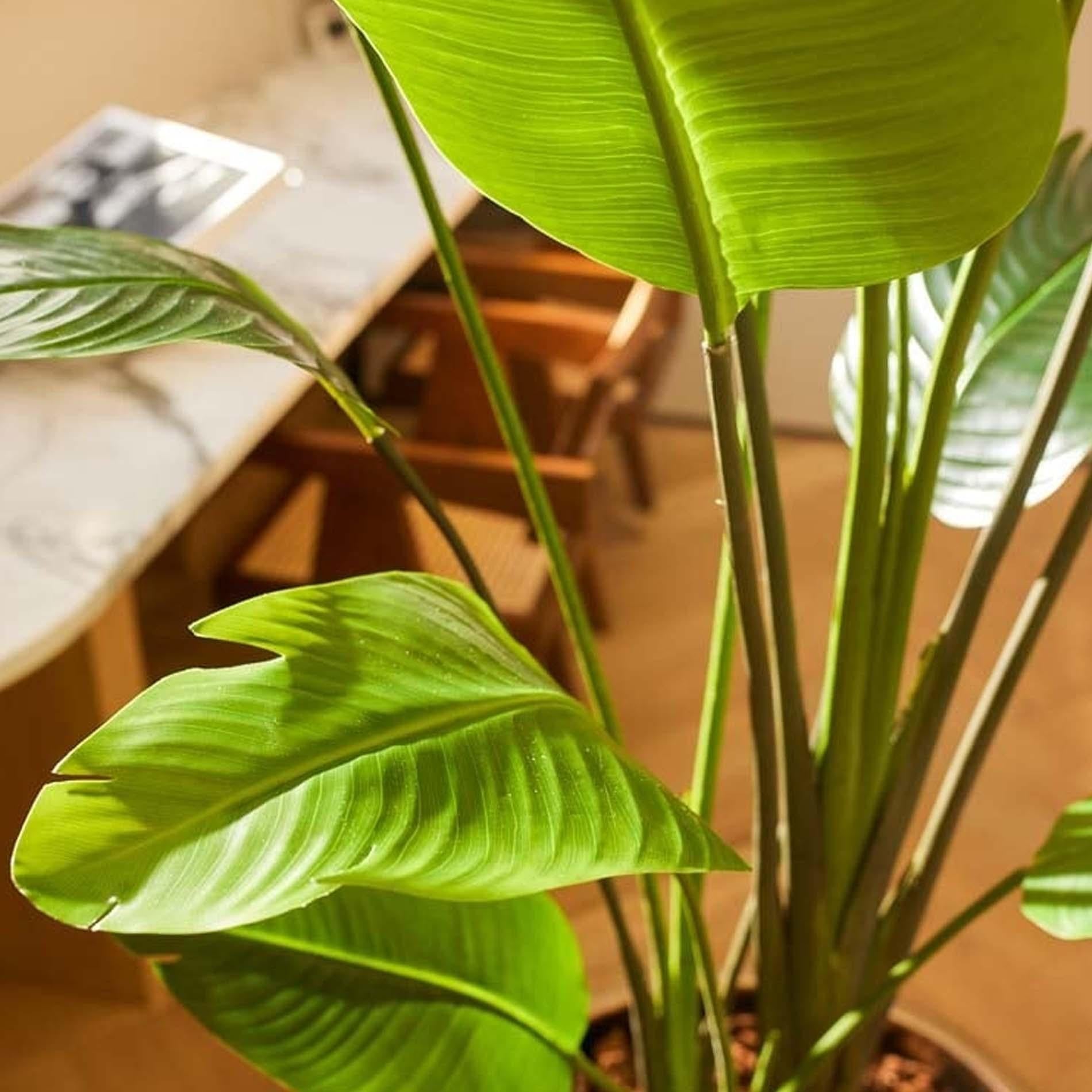 Kunstpflanze - Strelitzia nicolai - 180 cm - im schwarzen Topf