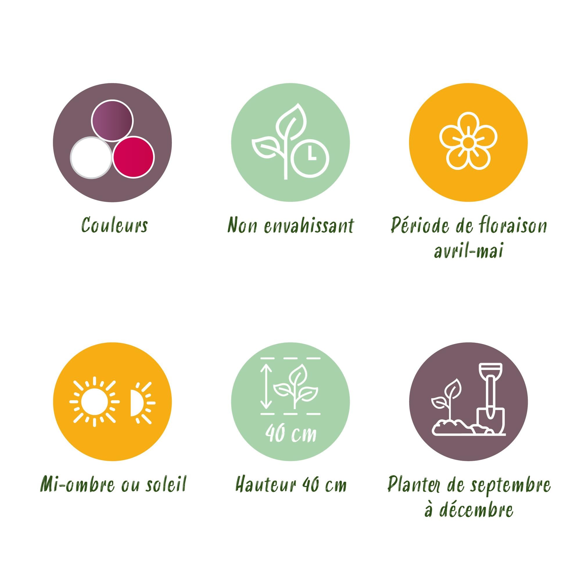 Tulpen Mix - Tulipa Pastel Mix - Verschiedene Farben - 12 Stück - Zwiebelgröße 11/12 - XXL Pack