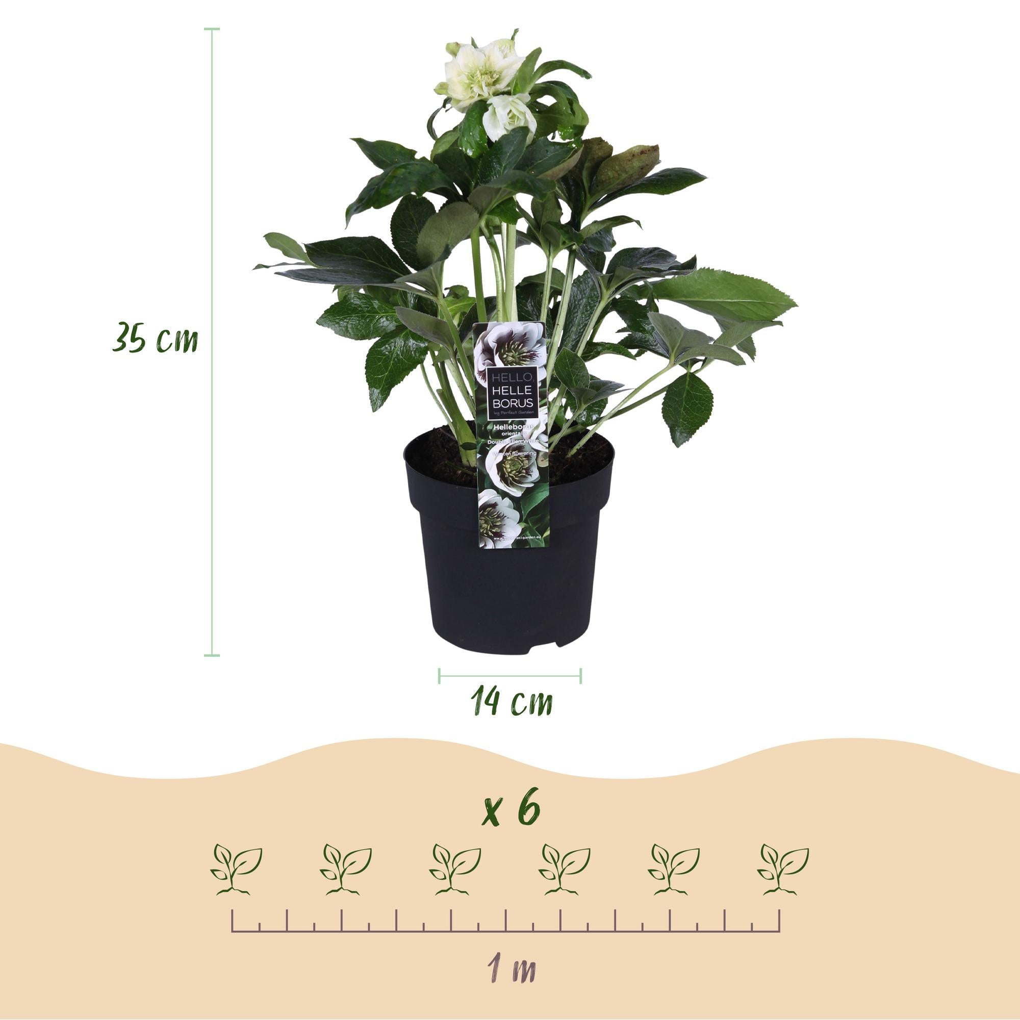 Christrose - Helleborus orientalis Double Ellen White - Weiße Blume - Topf 14cm Höhe 35cm