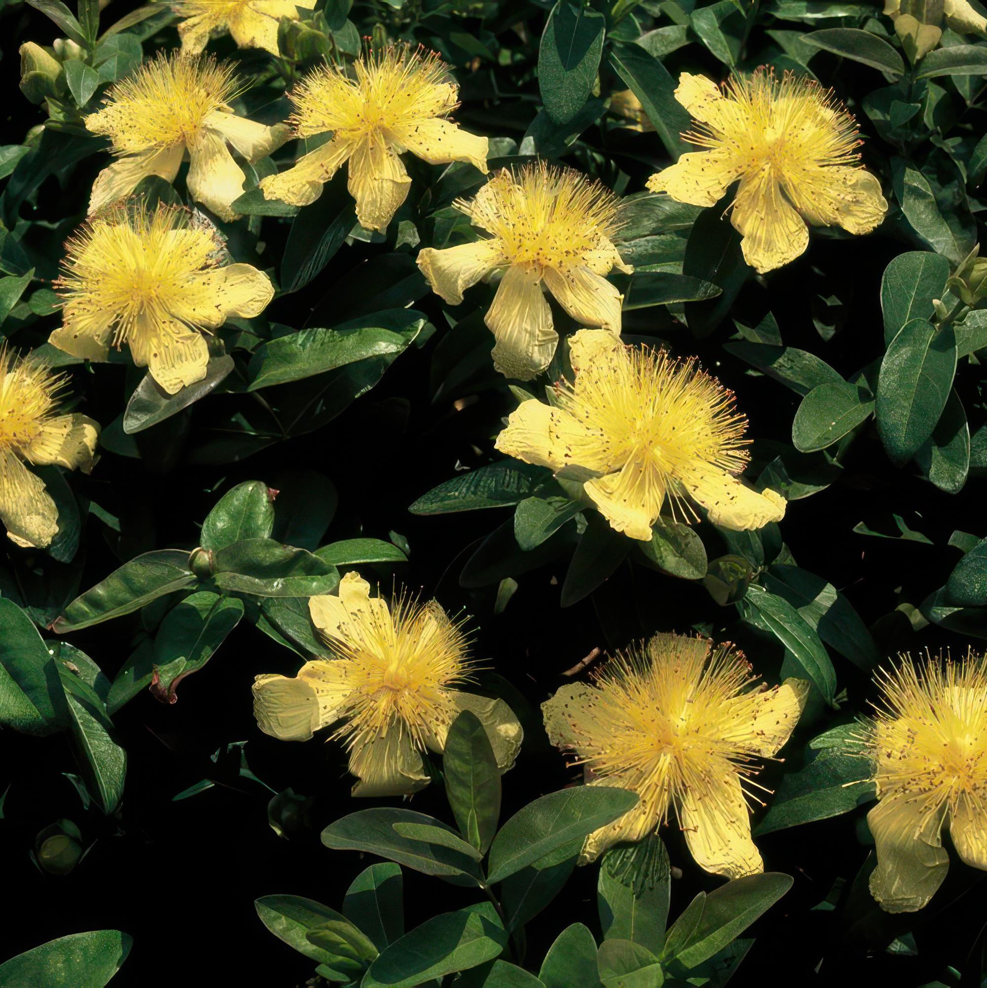 Johanniskraut - Hypericum calycinum - ↕10-25cm - Ø9cm 24 Stück