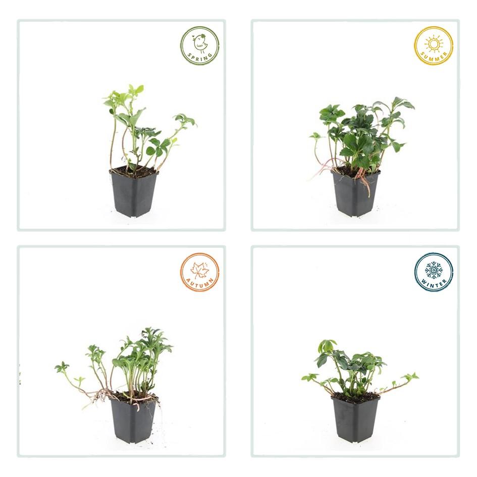 Dickmännchen - Pachysandra term. 'Green Sheen' - ↕10-25cm - Ø9cm 24 Stück