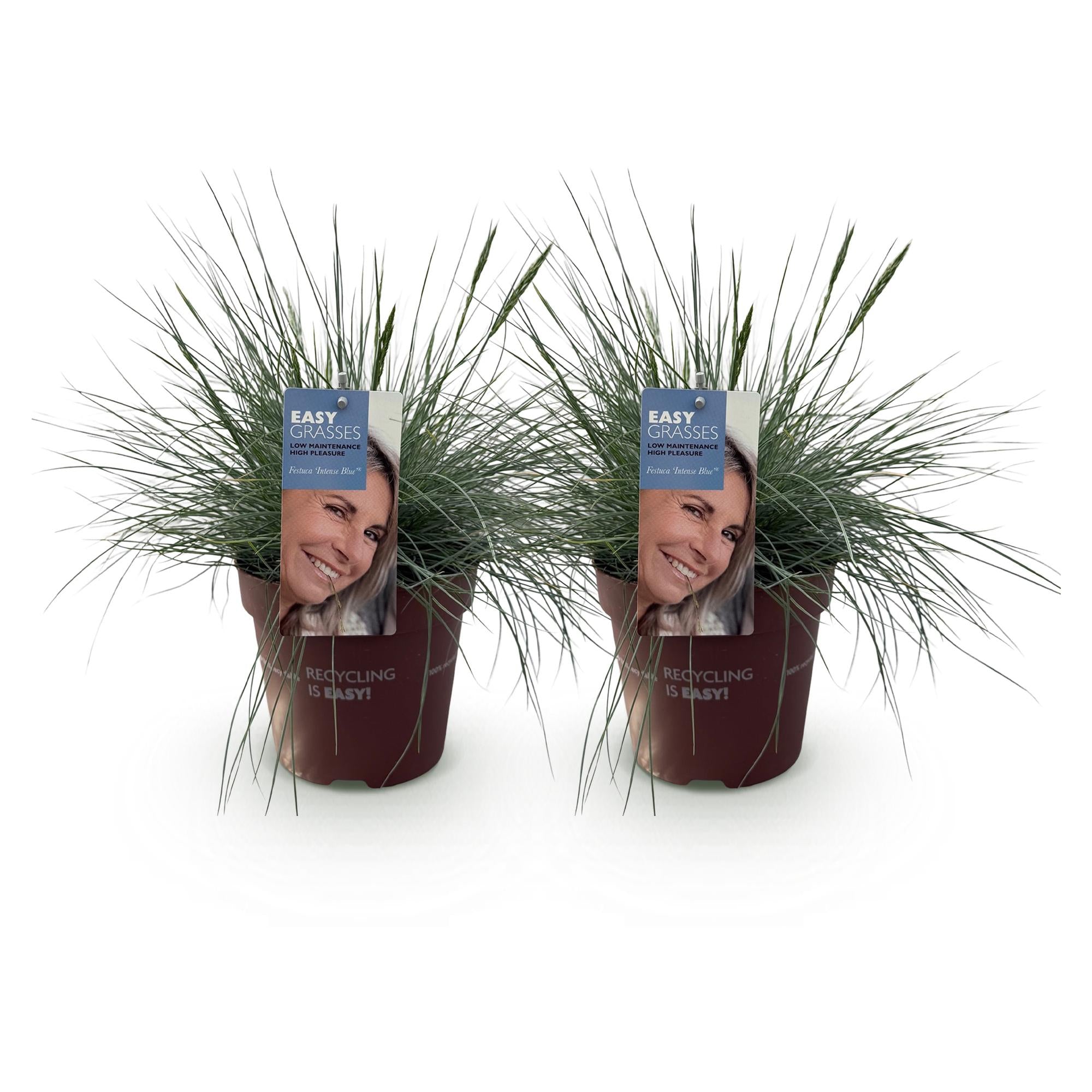 Blauschwingel  - Festuca glauca Intense Blue - Blau - 2 Pflanzen - Immergrün - Wenig Pflege - Topf 17cm Höhe 50cm
