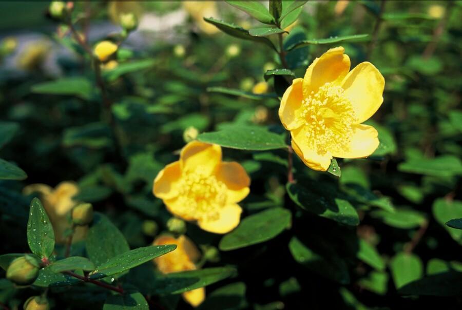 Johanniskraut - Hypericum dummeri 'Peter Dummer' - ↕10-25cm - Ø9cm 24 Stück