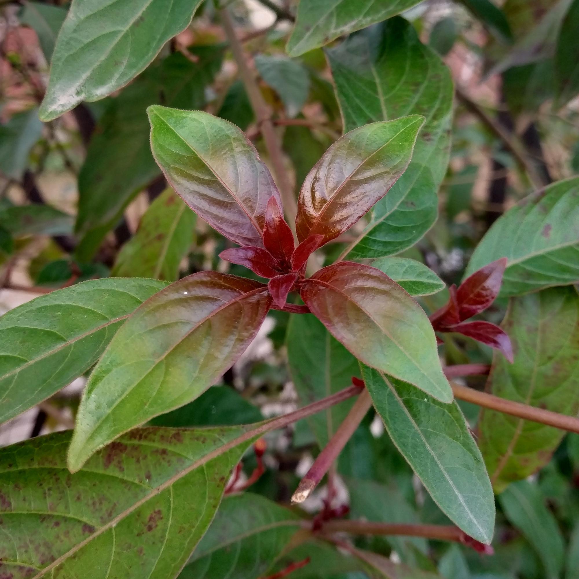Hartriegel - Sträucher - Cornus alba Kesselringii - Violette Zweige - 1 Pflanze - Laubabwerfend - Wenig Pflege - Topf 17cm Höhe 45cm