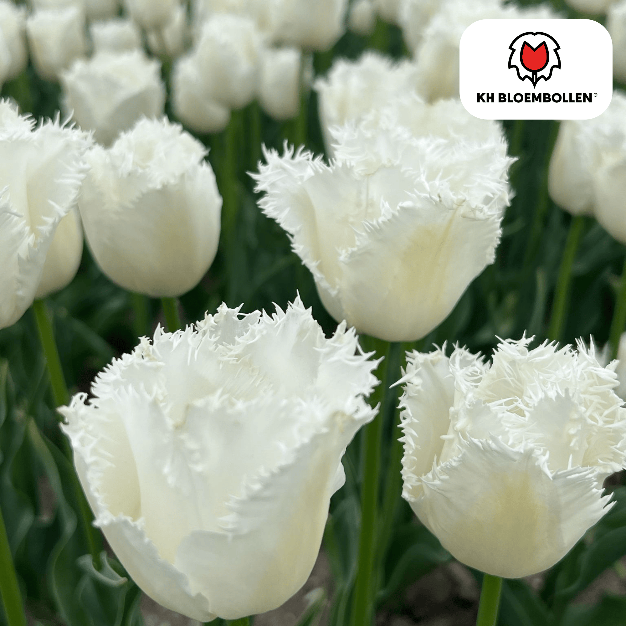 Tulpen - Tulipa Honeymoon – 20 Stück - Weiße Tulpe mit gezacktem Rand – Elegant & Einzigartig – Geschenk für den Garten oder Topf – Größe 11/12 – Frisch vom Züchter!