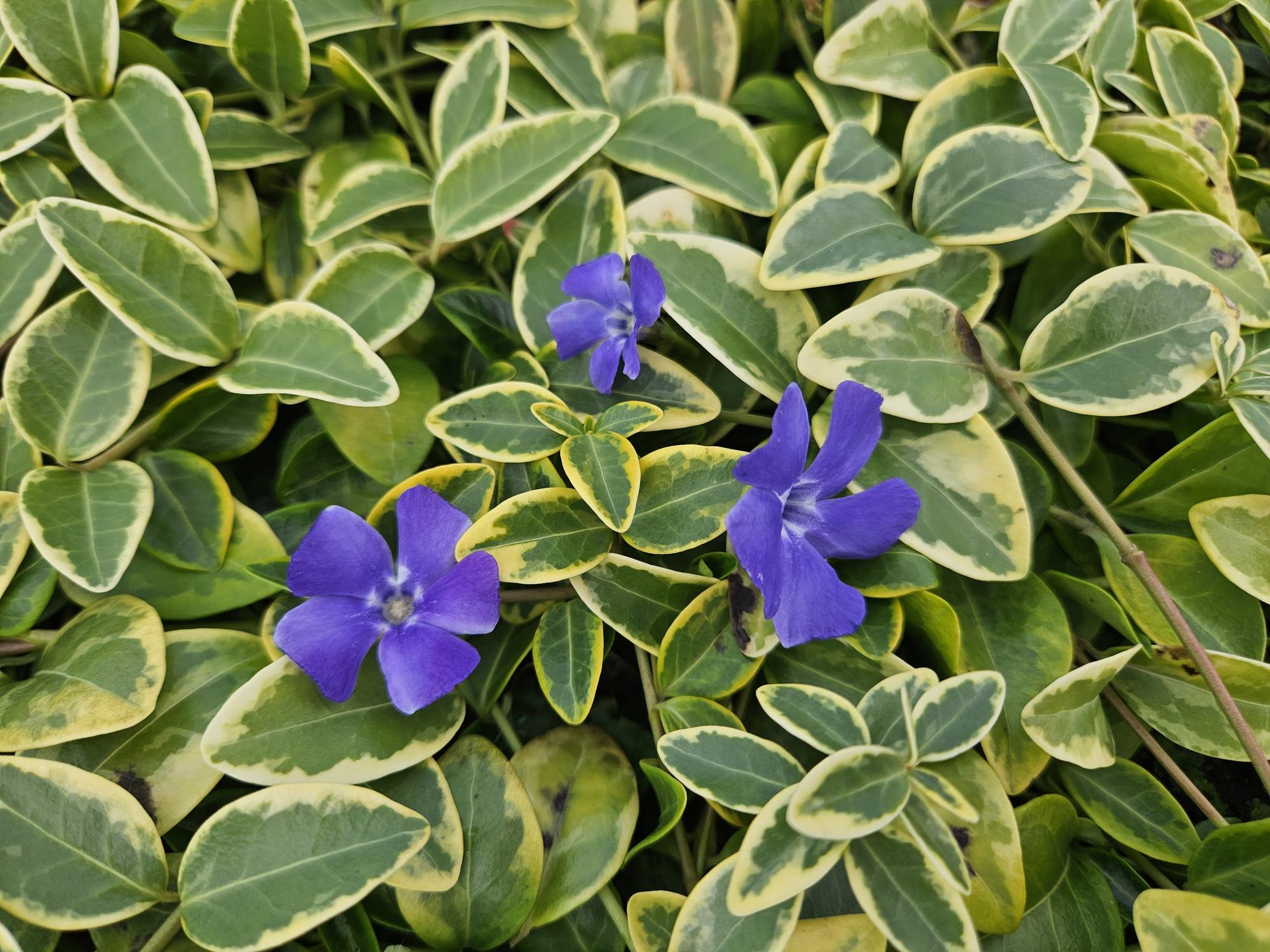 Goldgeflammtes Immergrün - Vinca minor 'Aureovariegata' - ↕10-25cm - Ø9cm 48 Stück