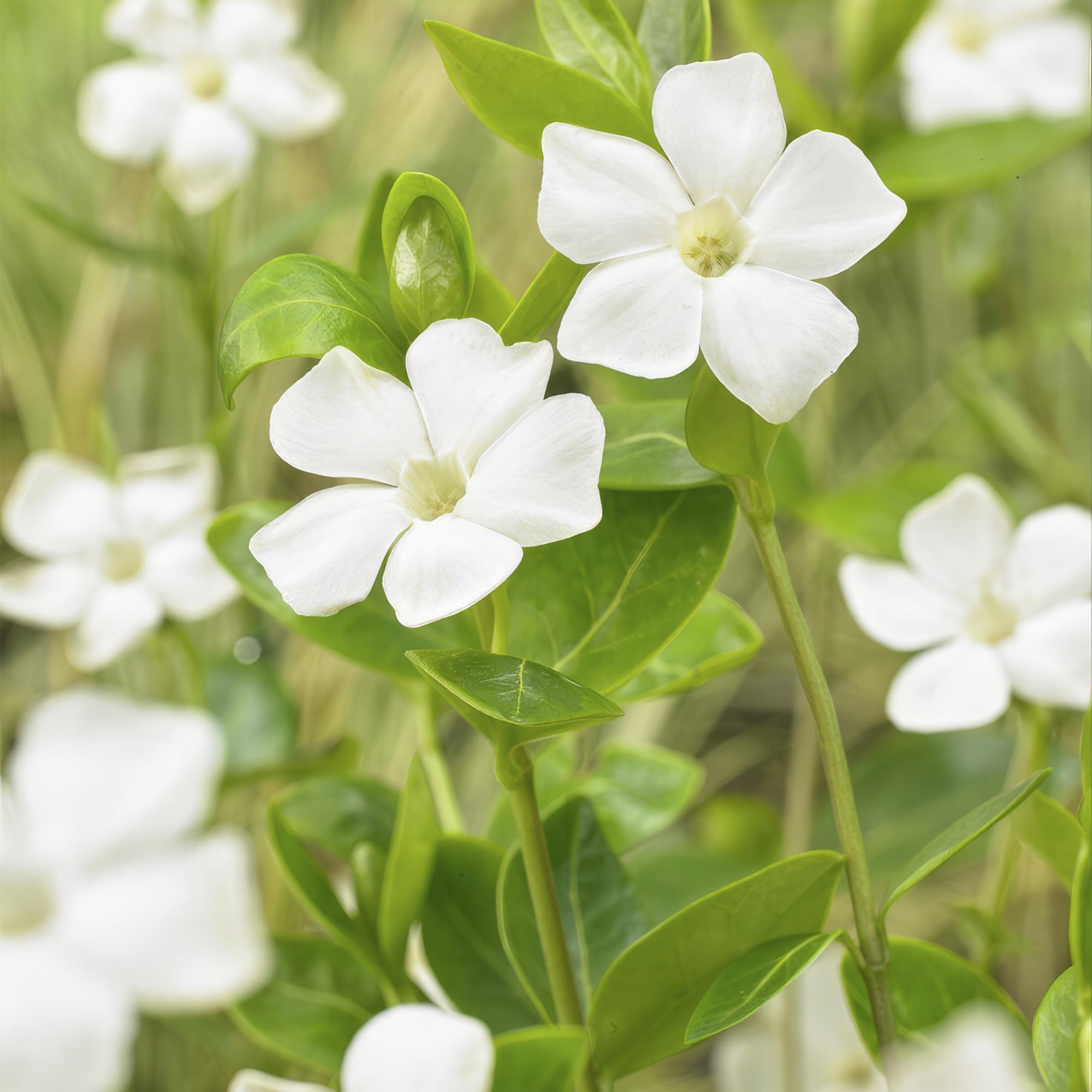 Kleines weißes Immergrün - Vinca minor 'Alba' - ↕10-25cm - Ø9cm