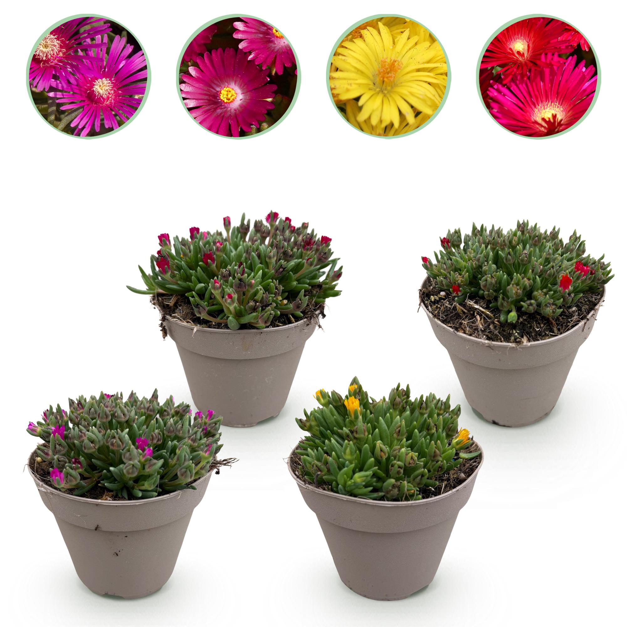 Mittagsblume - Delosperma Bodendeckerblumen - 4 Pflanzen - Farben Rot - Gelb - Lila - Rosa - Wenig Pflege - Topf 14cm Höhe 17cm