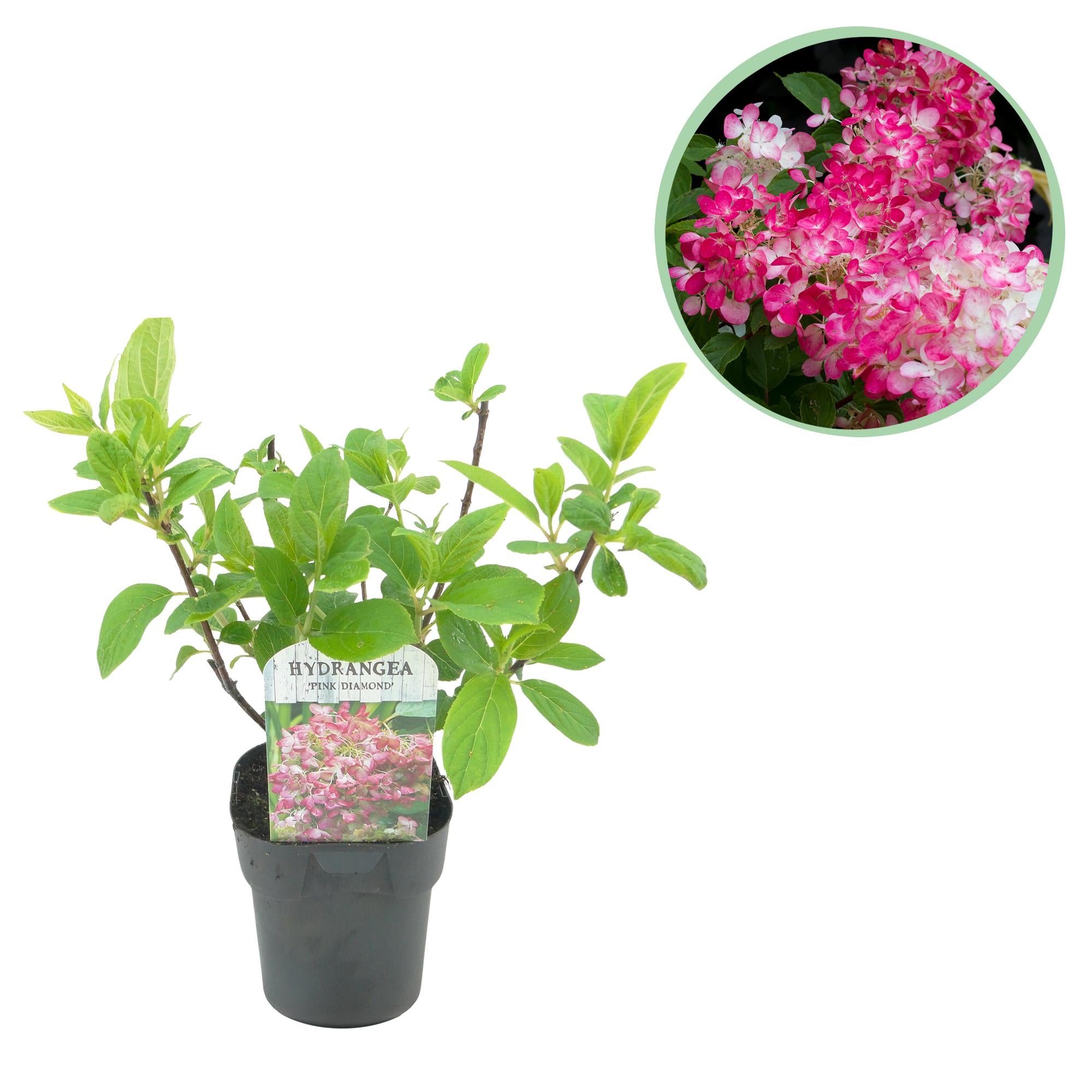 Rispenhortensie - Rispen Hortensie - Hydrangea panniculata Pink Diamond - Blüte Weiß Rosa - 1 Pflanze - Laubabwerfend - Große Blüten - Topf 17cm Höhe 50cm
