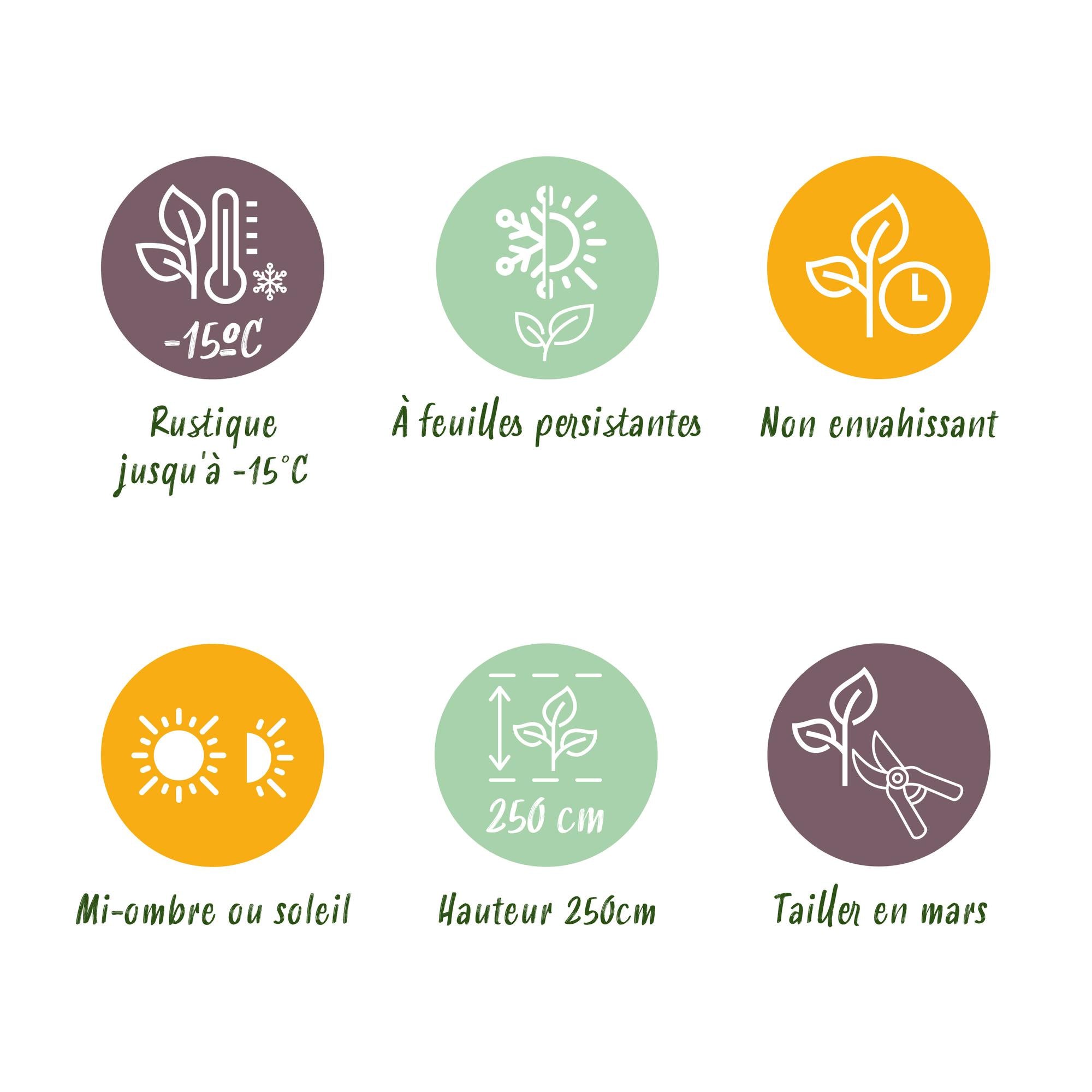 Rotrohrbambus - Fargesia Red Dragon - Grün - 4 Pflanzen - Immergrün - Nicht Ausbreitend - Topf 14cm Höhe 35cm