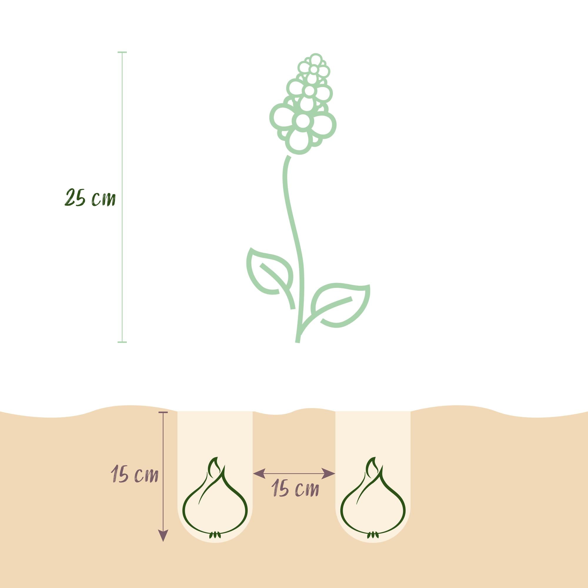 Hyazynthen Mix - Hyacinthus - Blumenzwiebeln Verschiedene Farben - 10 Stück - Zwiebelgröße 14/15 - XXL Pack