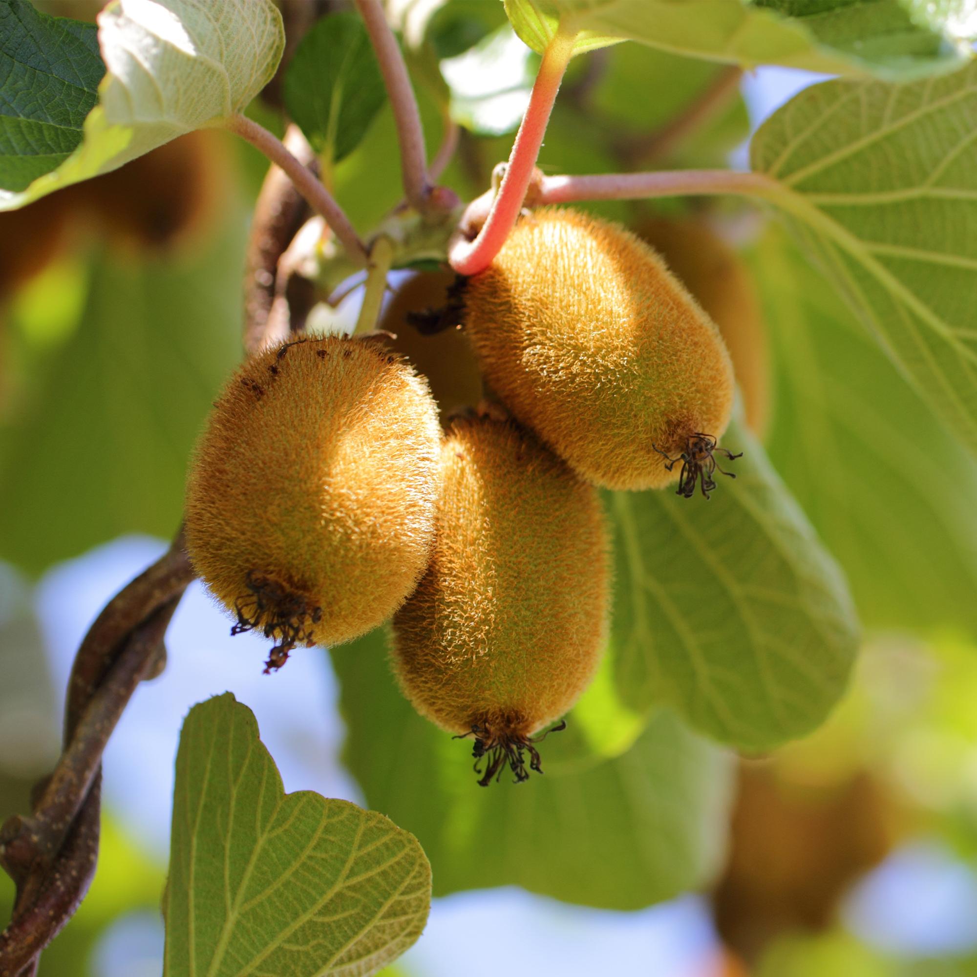 Kiwibeeren - Actinidia deliciosa Golden Kiwi - Gelbe Frucht - 2 Pflanzen - Topf 15cm Höhe 50cm