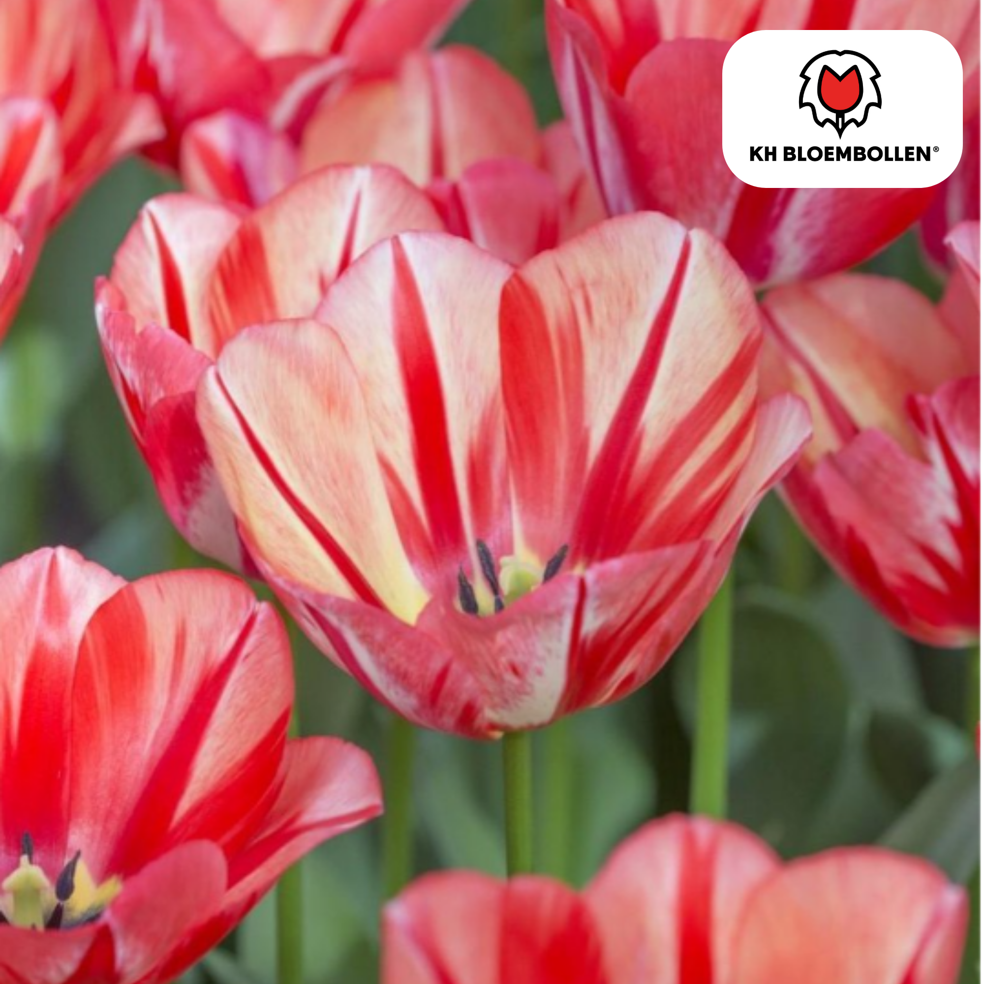 Tulpen - Tulipa Spring Break – 20 Stück - Rot-orangefarbene Tulpe – Leidenschaftlich, energiegeladen und auffällig – Für den Garten oder Topf – Größe 11/12 – Frisch vom Züchter