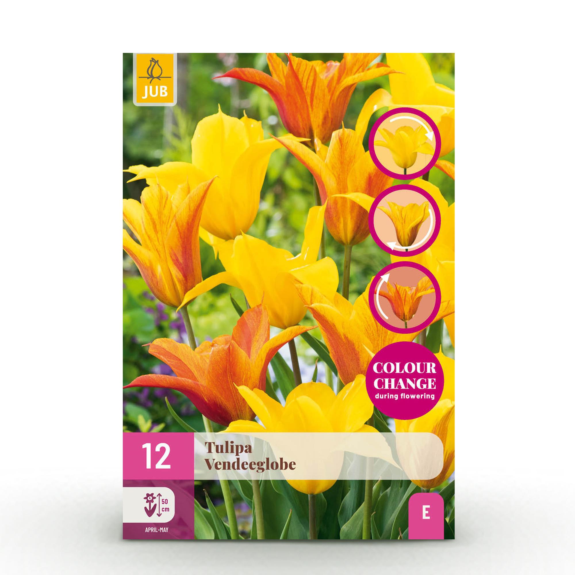 Tulpen - Tulipa Vendeeglobe - Farbe Gelb-Orange - 12 Stück - Zwiebelgröße 11/12 - XXL Pack