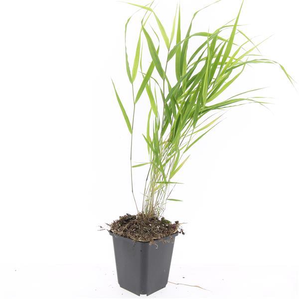 Japanisches Waldgras - Hakonechloa macra - ↕10-25cm - Ø9cm 48 Stück