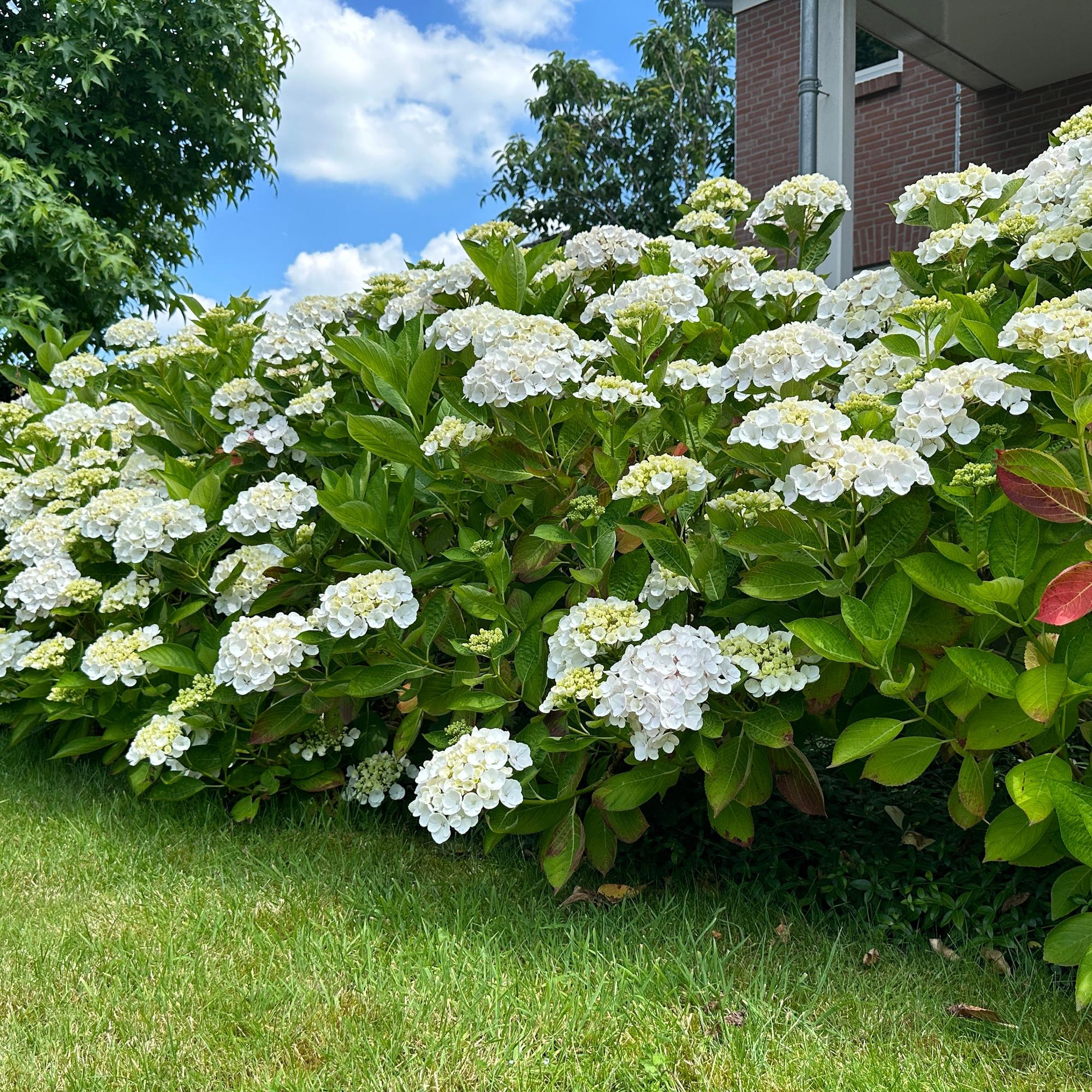 Gartenhortensie - Hortensie - Hydrangea macrophylla Weiß - Blüte Weiß  - 3 Pflanzen - 1 m2 - Laubabwerfend - Wenig Pflege - Topf 17cm Höhe 30cm
