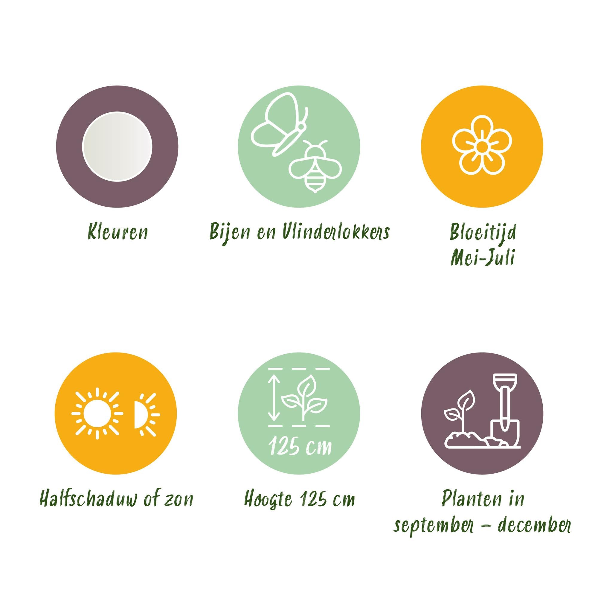 Zierlauch - Blumenzwiebeln - Allium Mount Everest - Farbe Weiß - 3 Stück - Zwiebelgröße 16/18 - XXL Pack