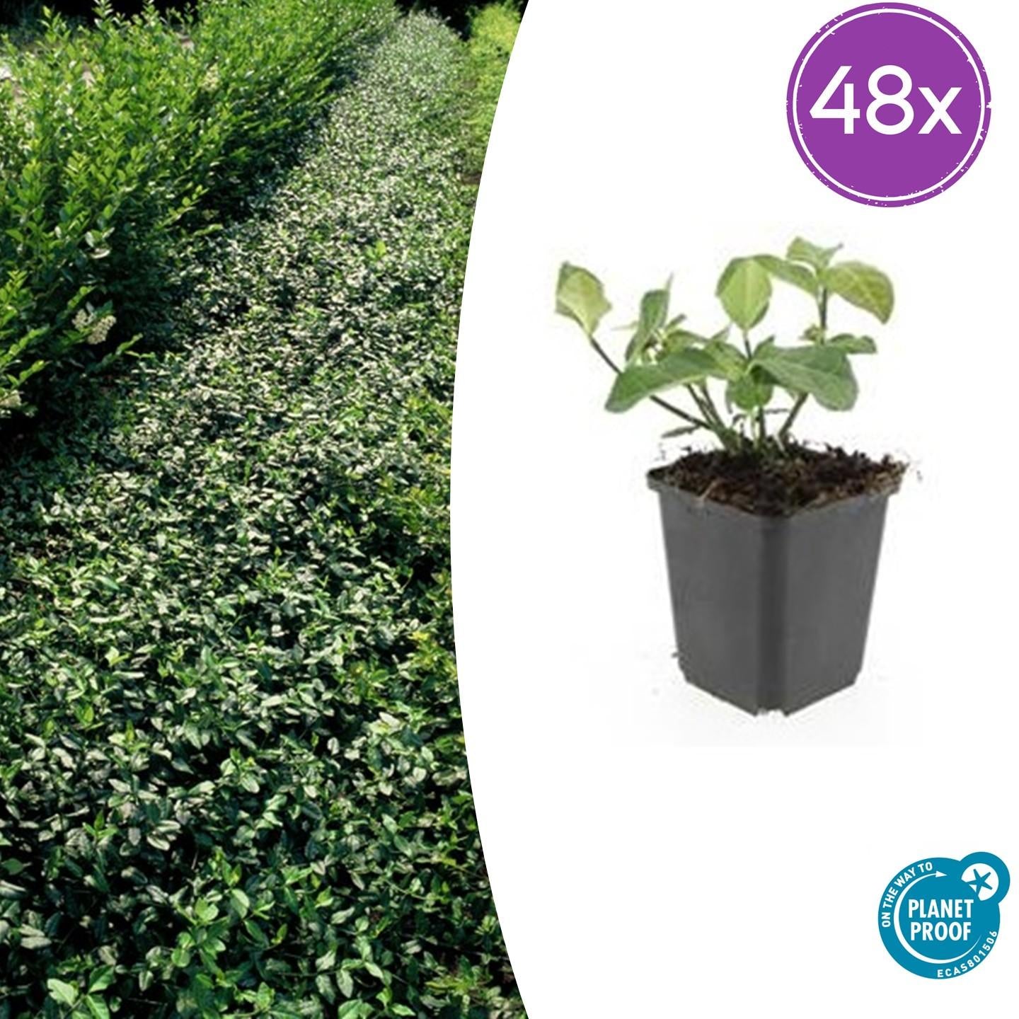 Immergrüne Kriechspindel - Euonymus fort. 'Dart's Blanket' - ↕10-25cm - Ø9cm 48 Stück