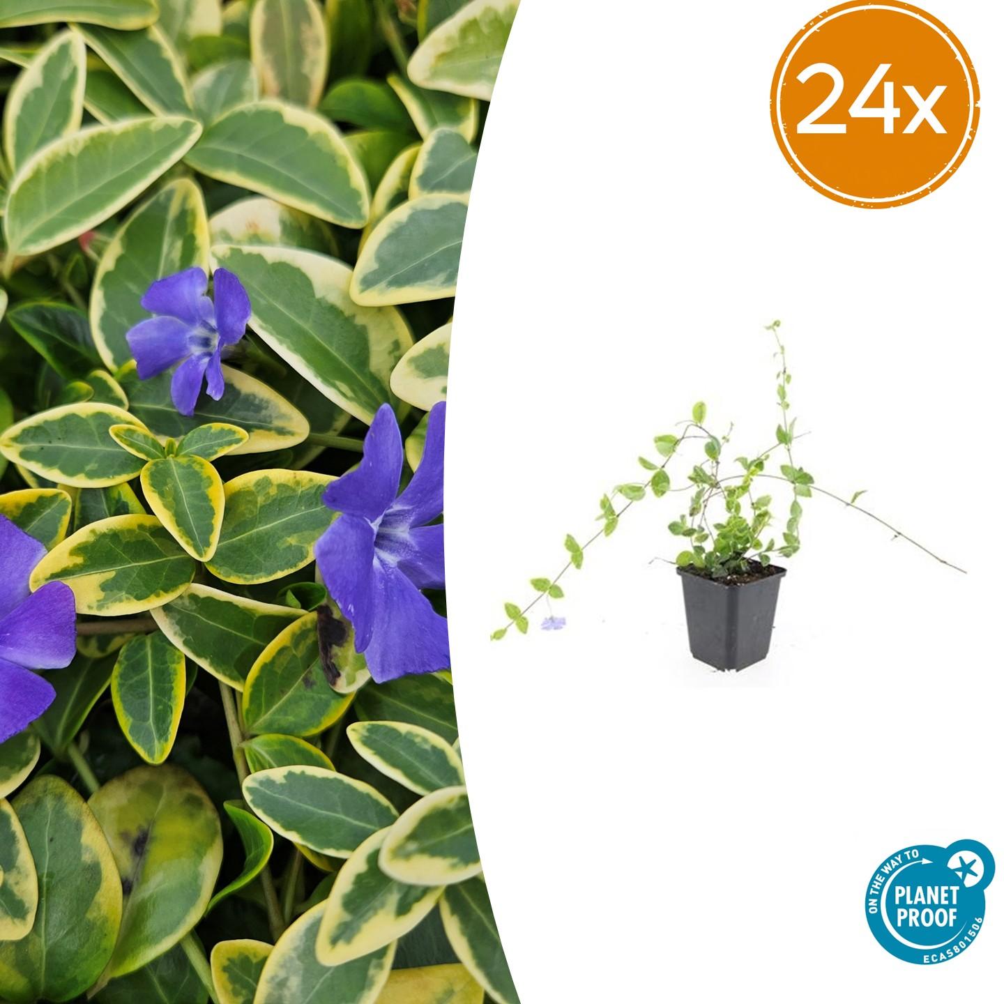 Kleines Immergrün - Vinca minor 'Blue and Gold' - ↕10-25cm - Ø9cm 24 Stück