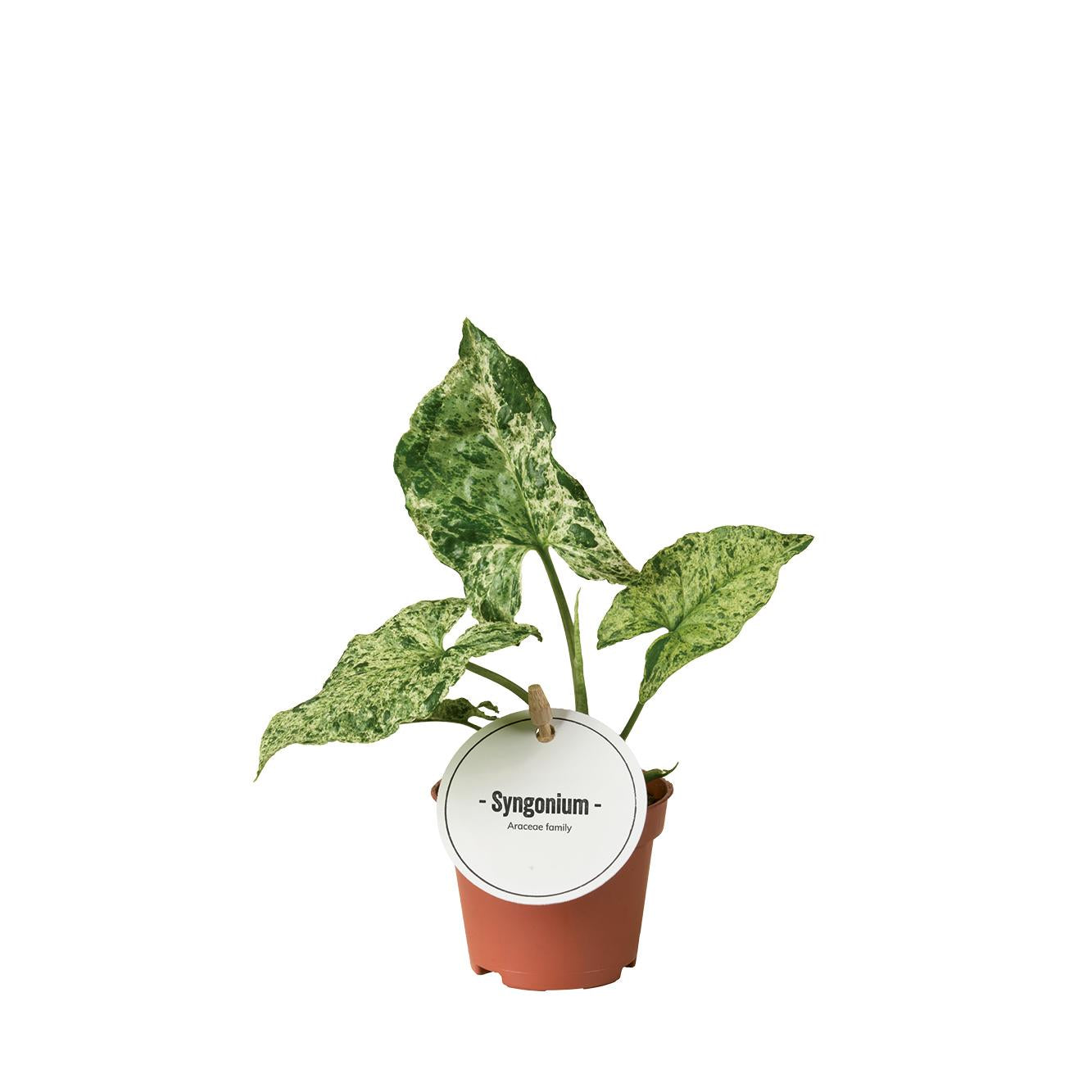 Bunte Purpurtute - Pfeilblattpflanze Syngonium Mottled - Ø6cm - ↕15cm