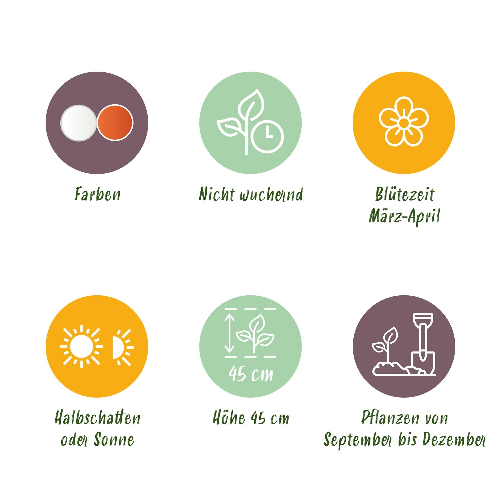 Narzissen - Narcis Replete - Farbe Weiß und Orange - 10 Stück - Zwiebelgröße 10/12 - XXL Pack