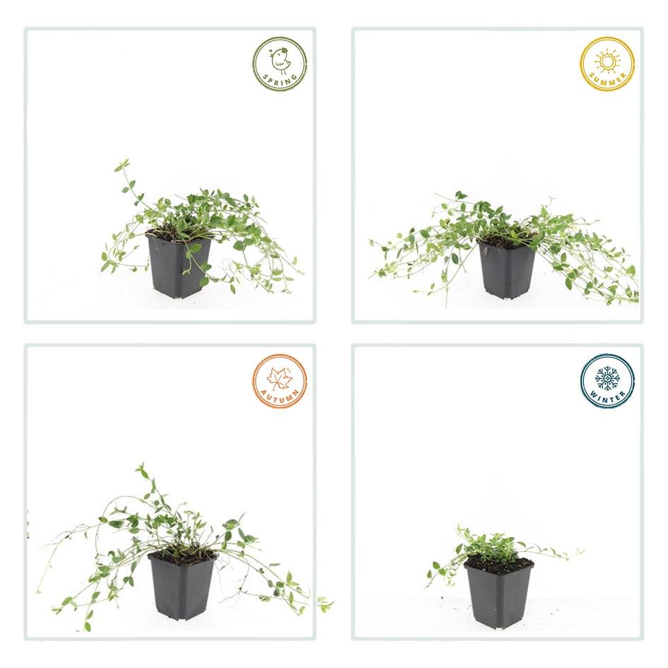 Kleines weißes Immergrün - Vinca minor 'Gertrude Jekyll' - ↕10-25cm - Ø9cm 48 Stück