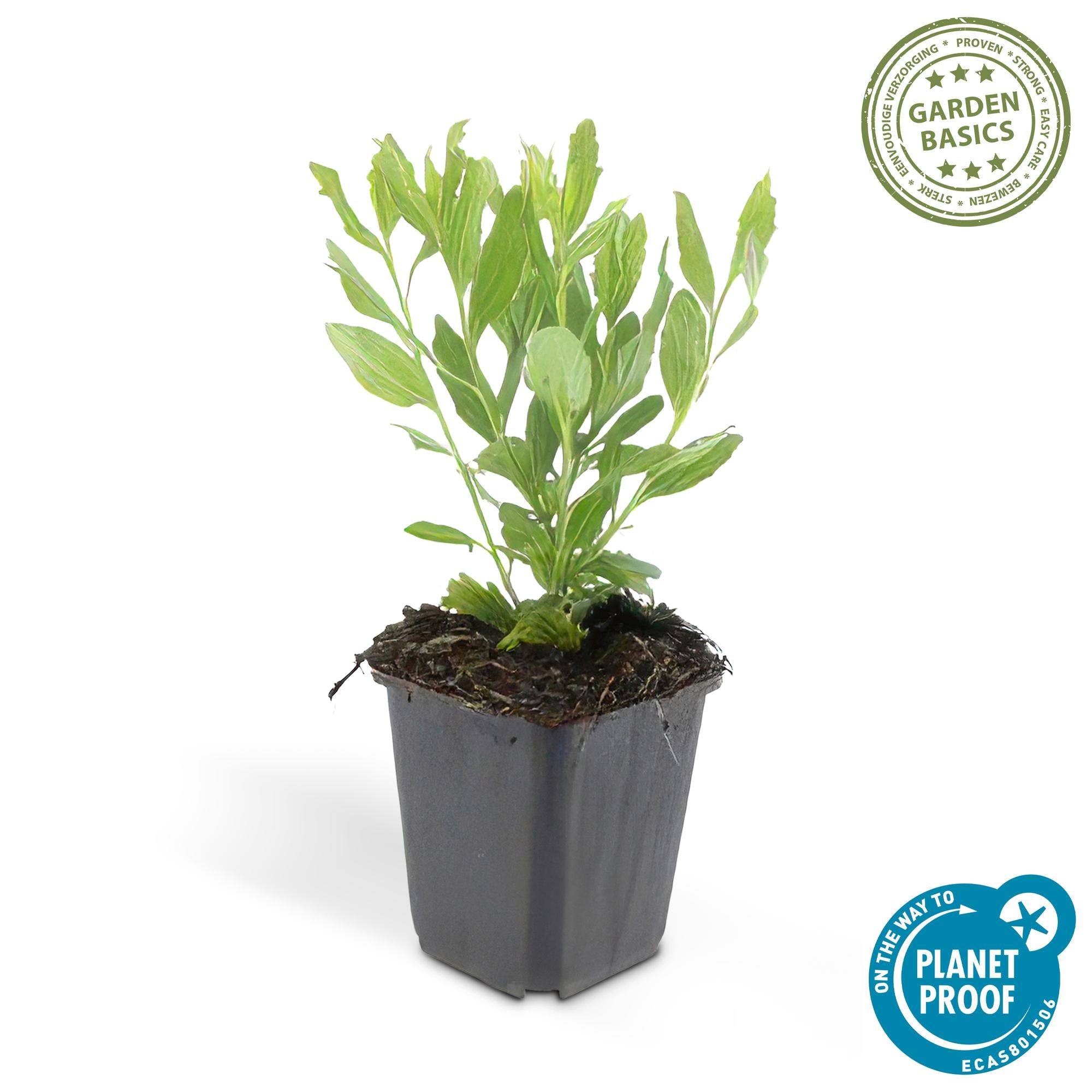 Wildaster - Aster ageratoides 'Ashvi' - ↕10-25cm - Ø9cm 24 Stück